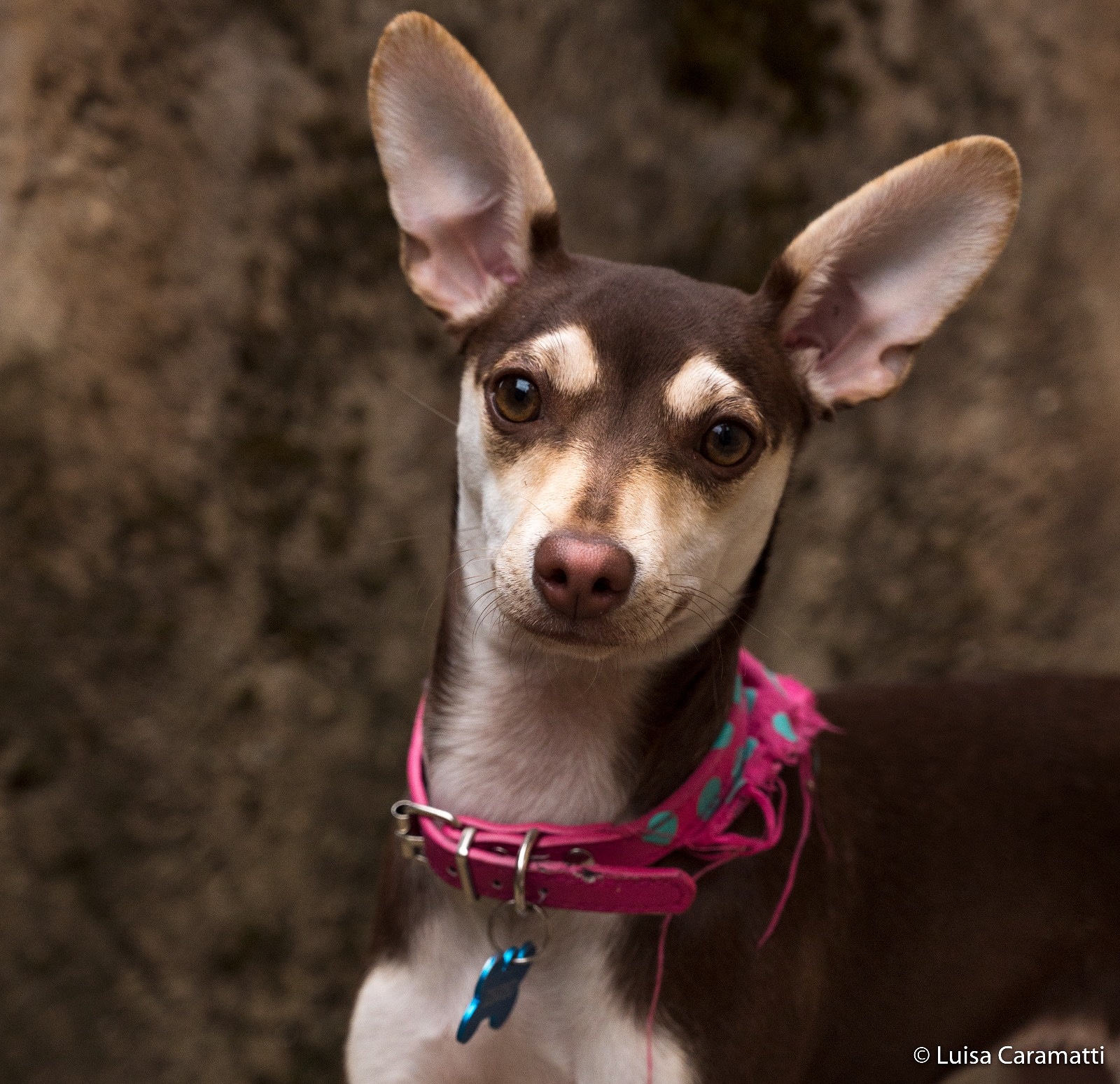 Daisy a little Cirneco dell'etna