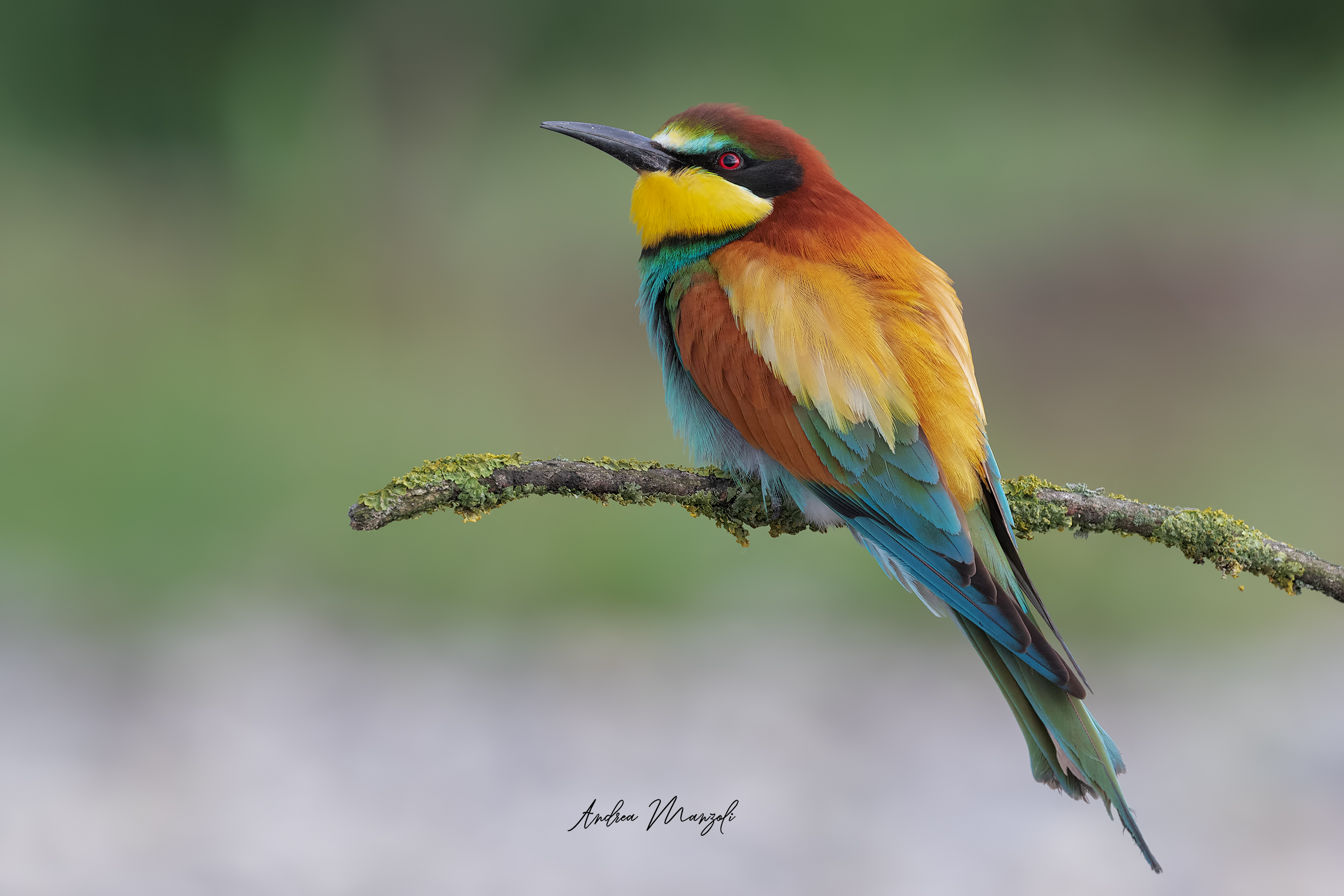 Bee-eater