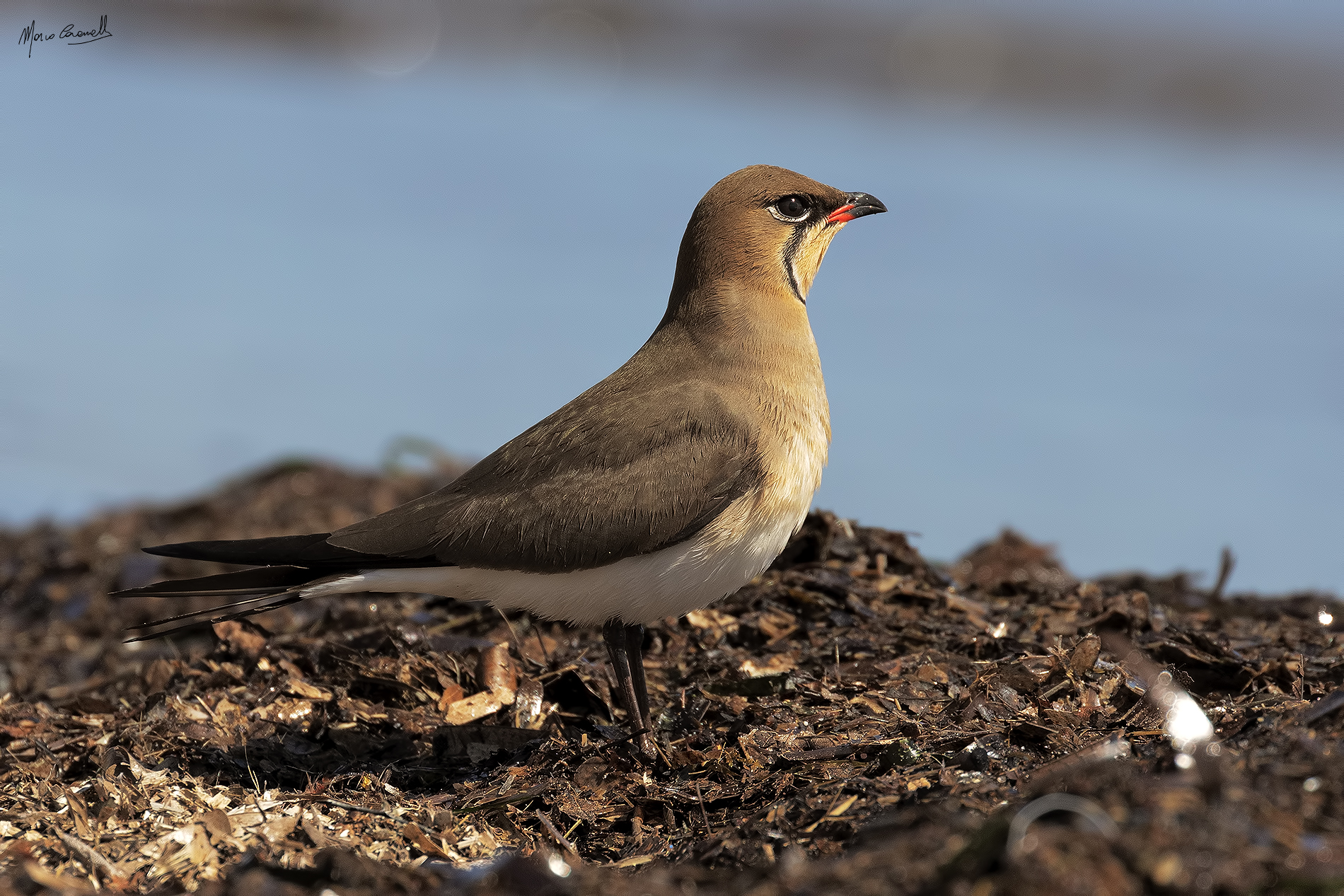 Partridge of the Sea
