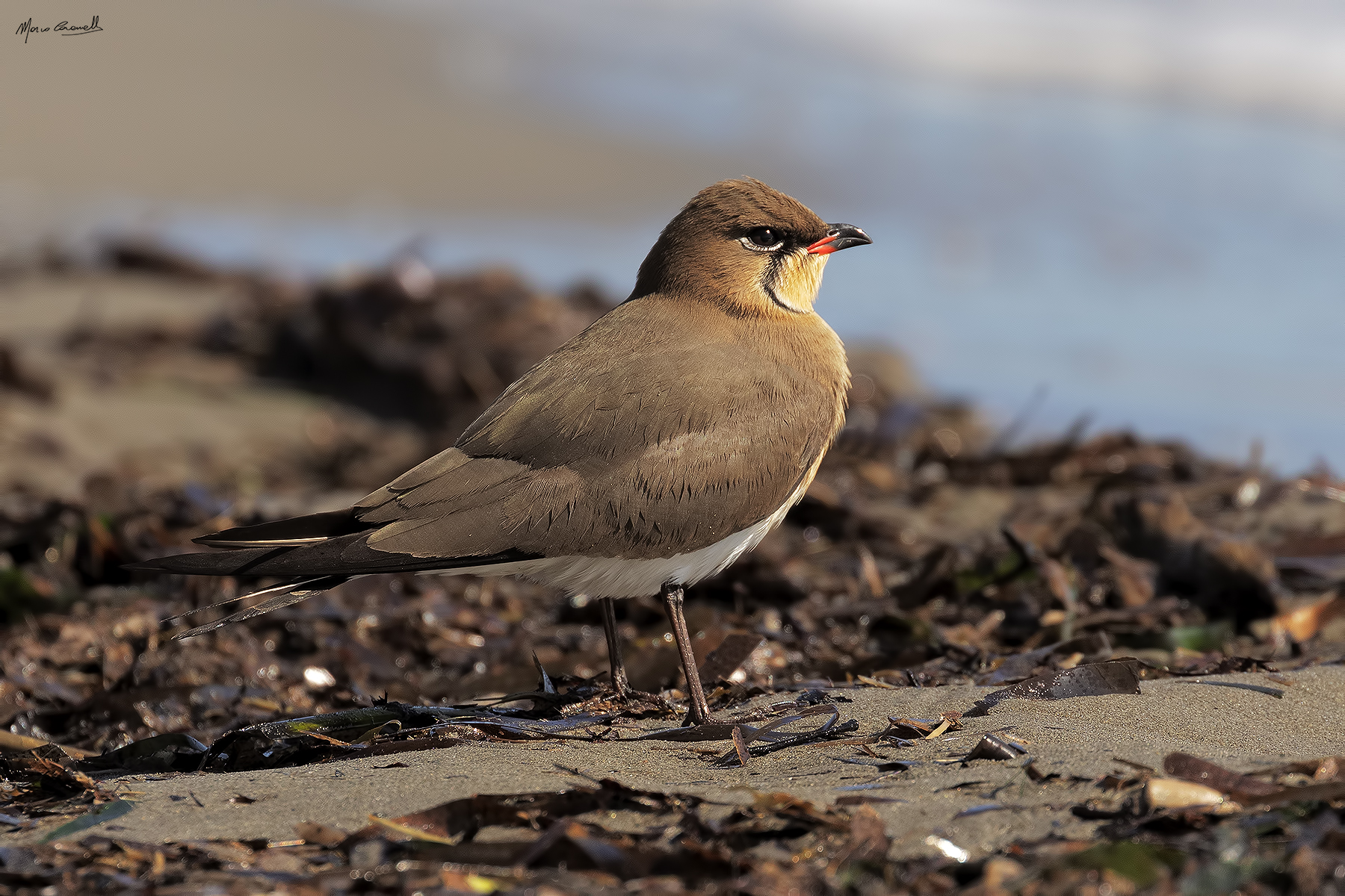 Partridge of the Sea