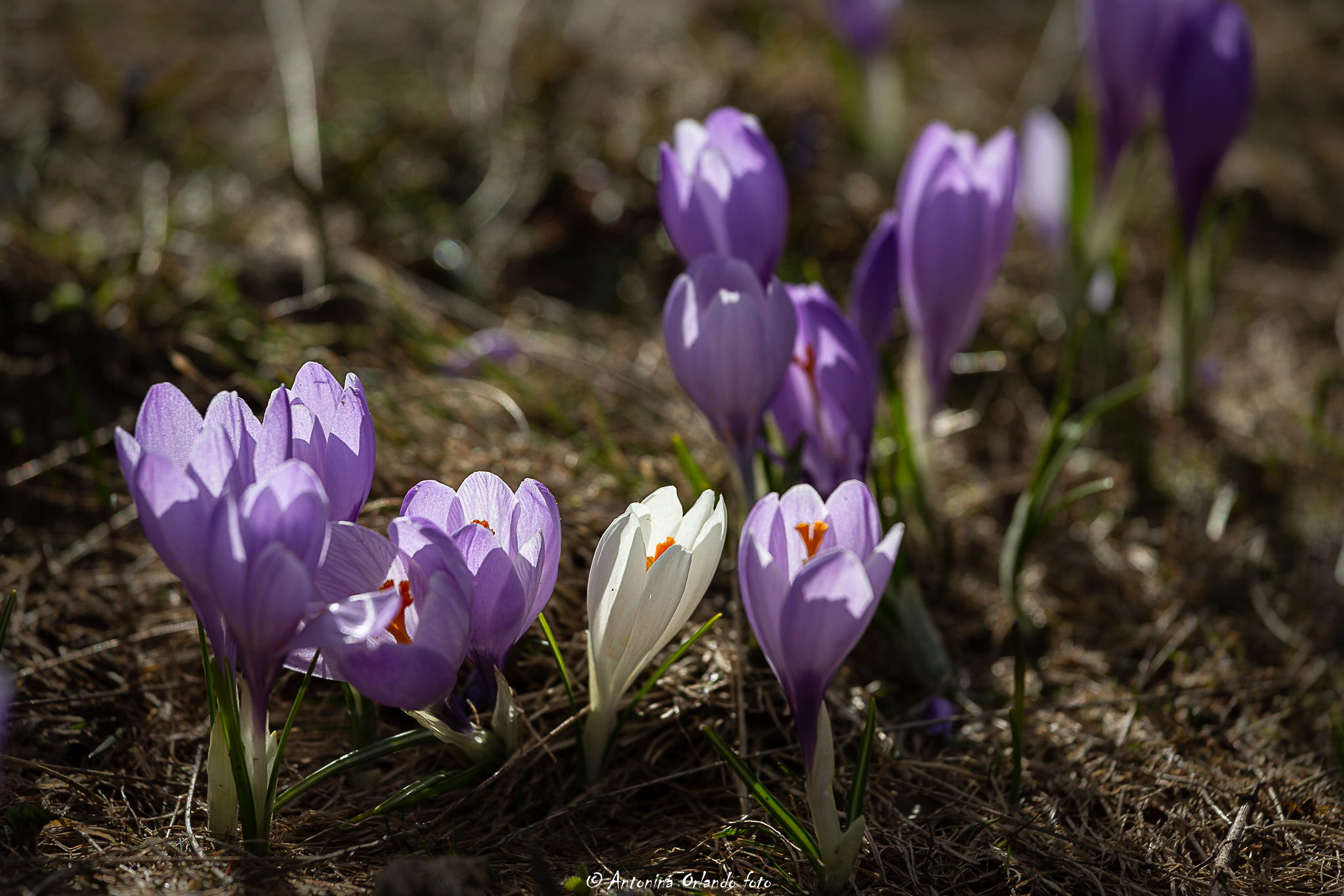Crocuses in the light of sunset