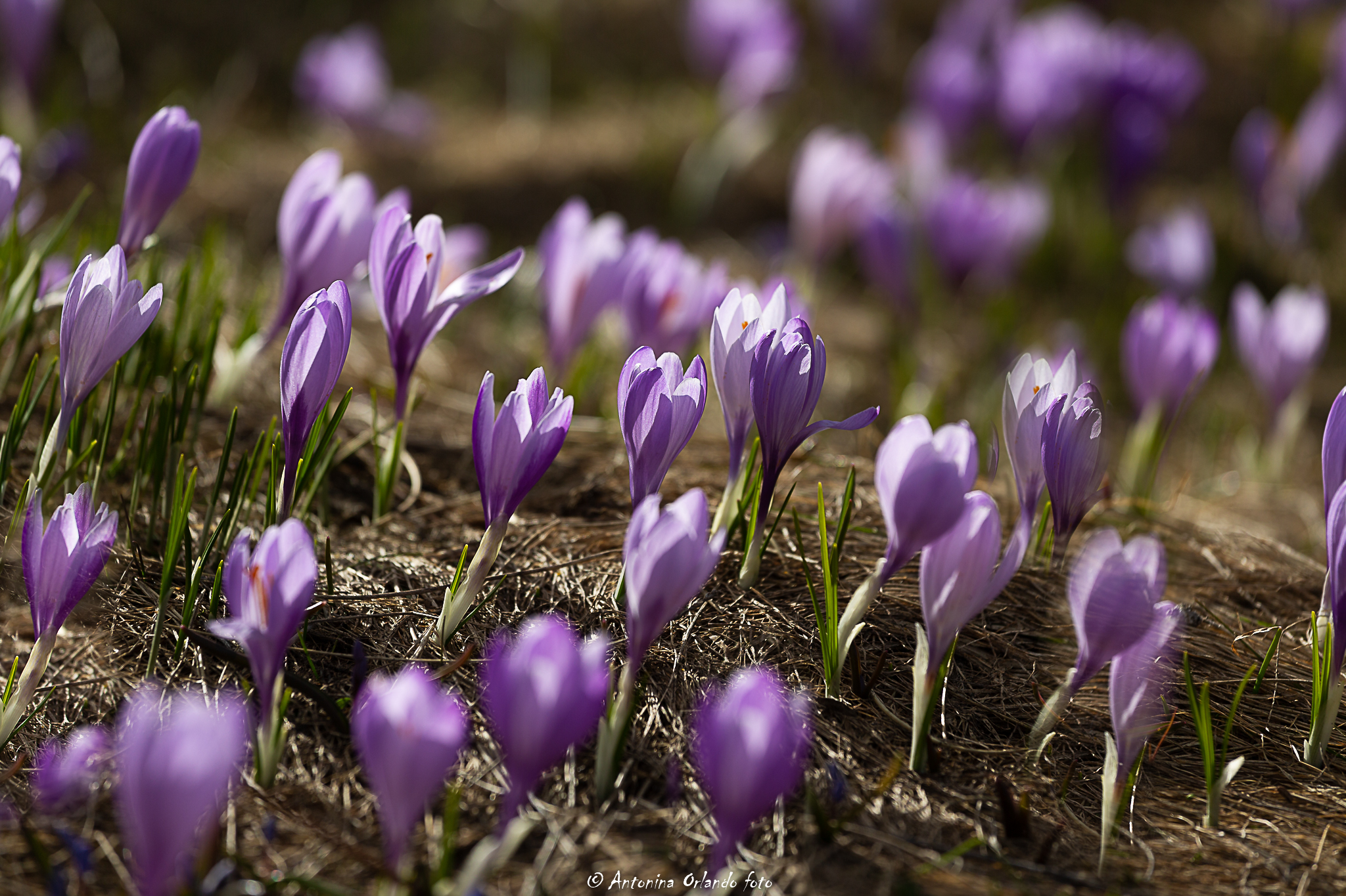 Crocuses on the plain of Campo emperor