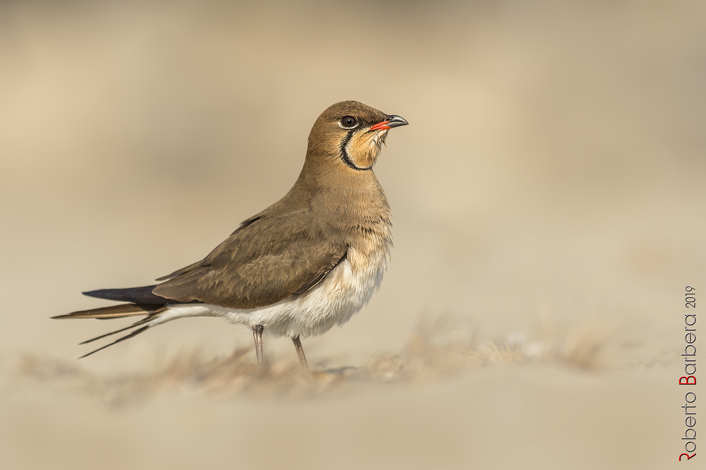 Sea Partridge (Glareola pratincola)