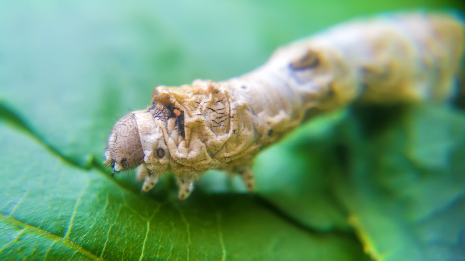 Silkworm