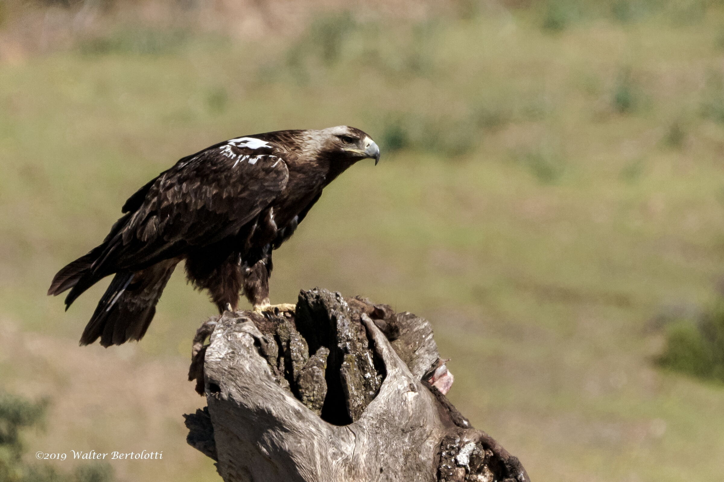 aquila imperiale iberica