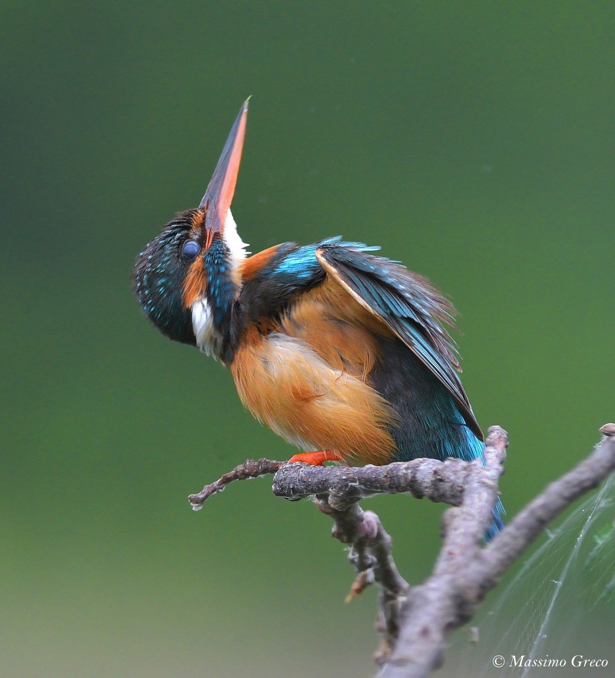 Kingfisher