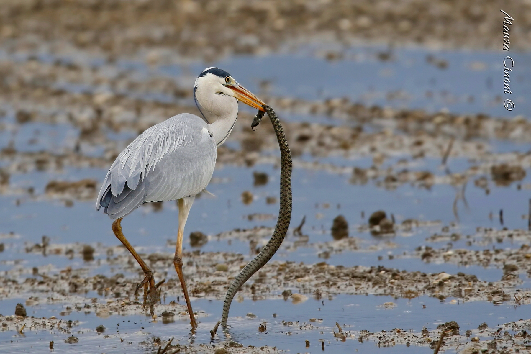 Il Cenerino e la Biscia