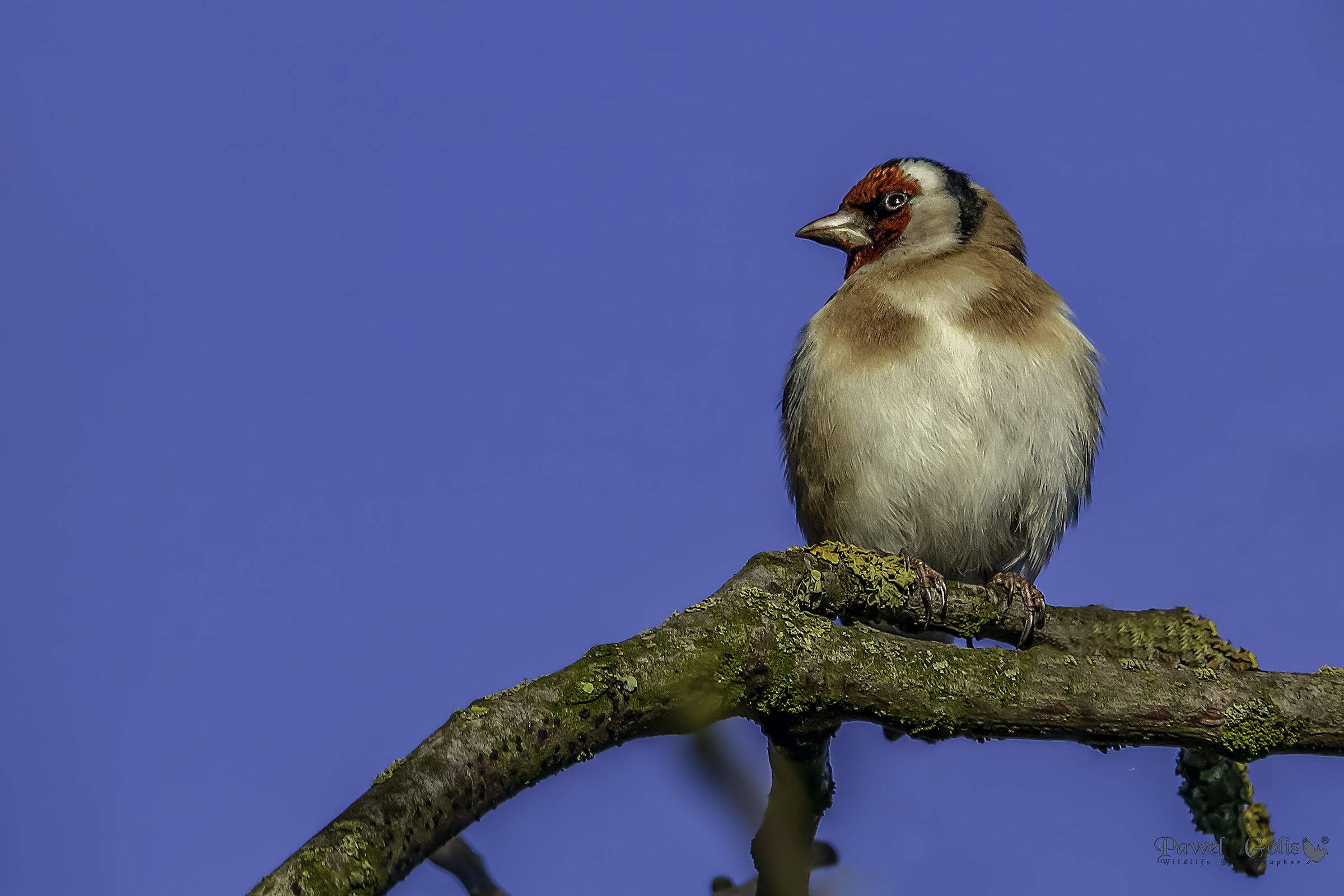 Goldfinch europeo (Carduelis carduelis)