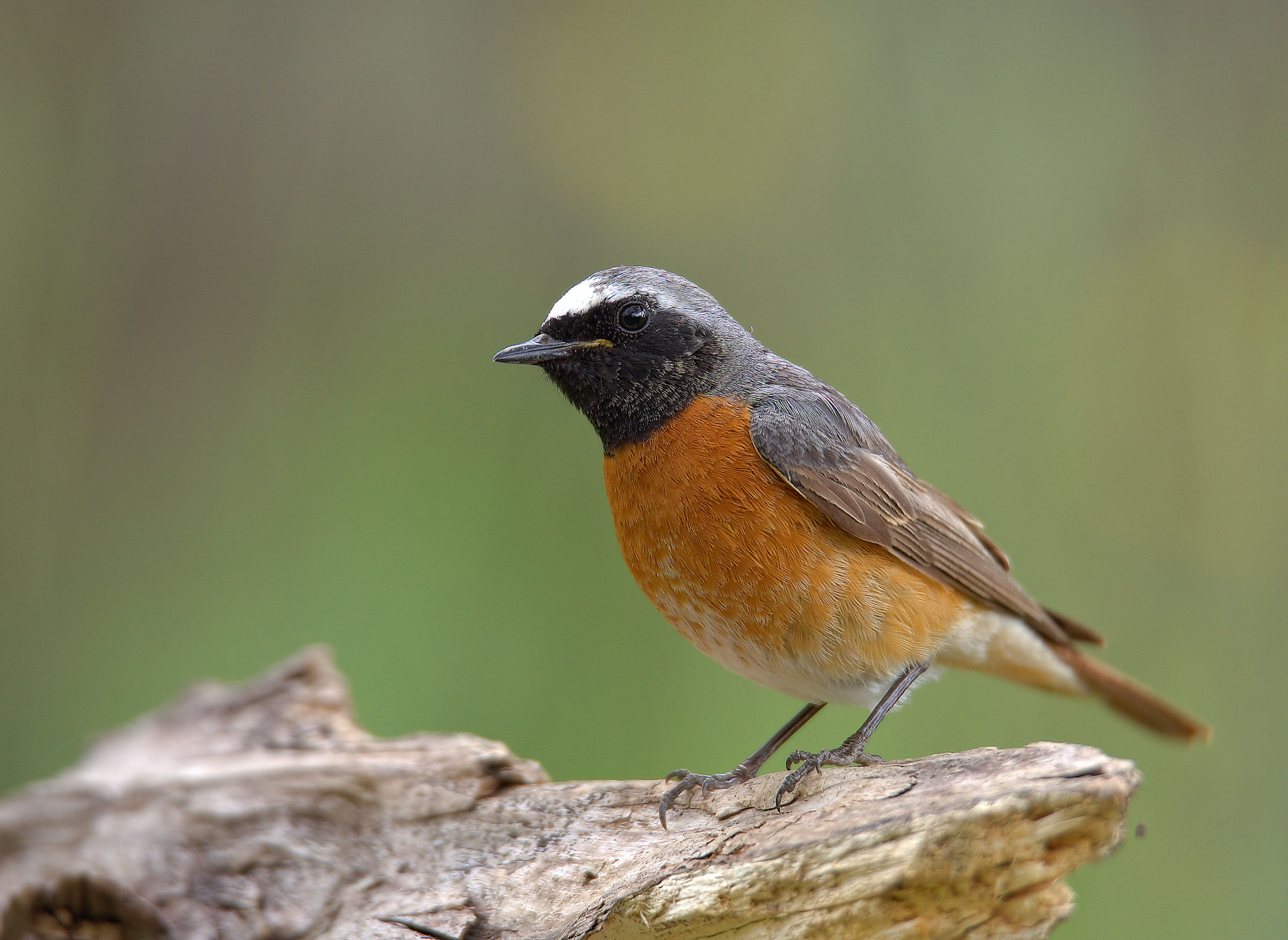 Male Common Redlight