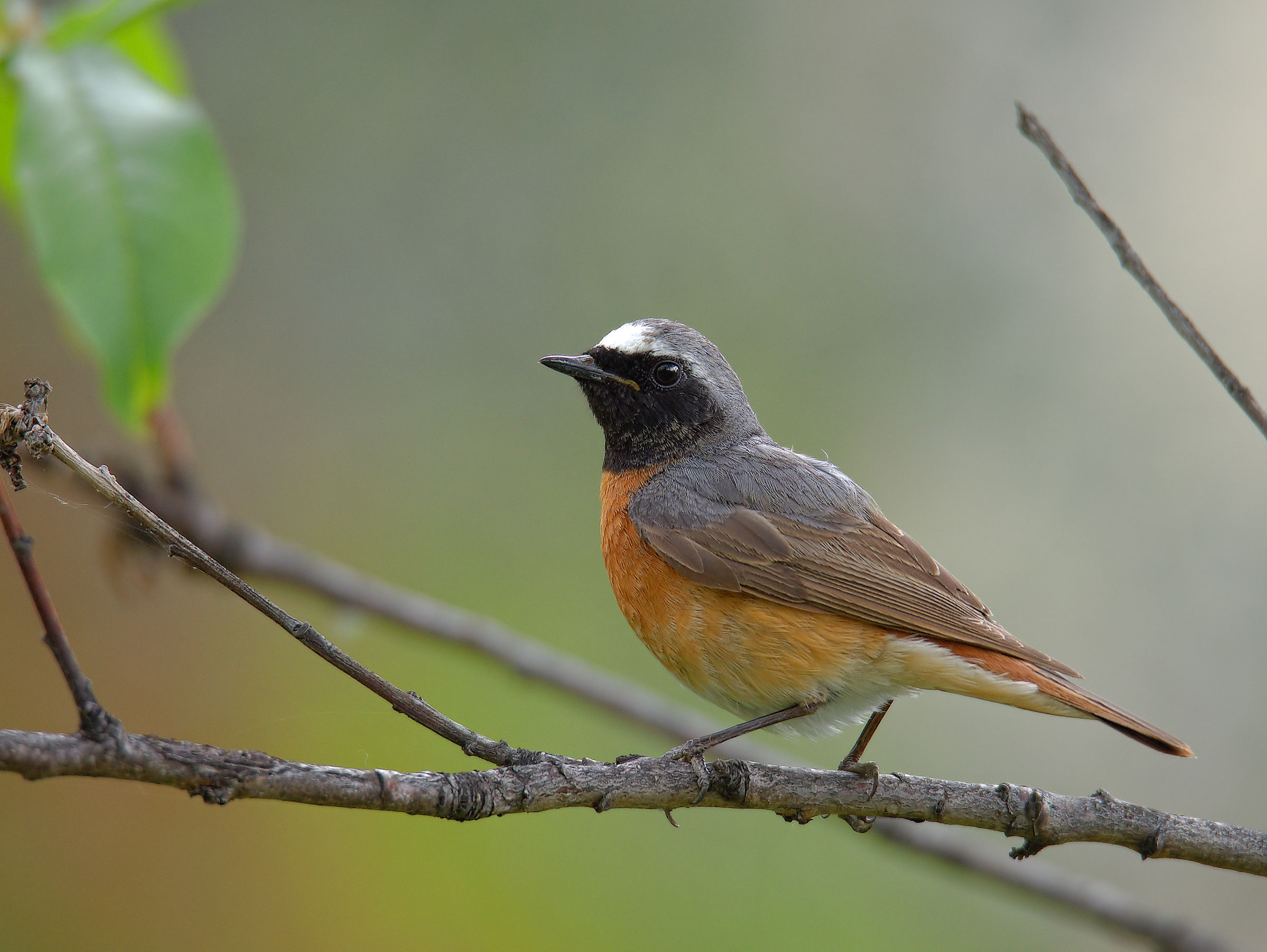 Male Common Redlight