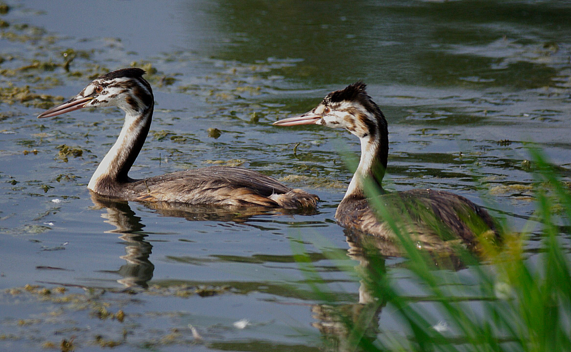 Svassi in età preadulta
