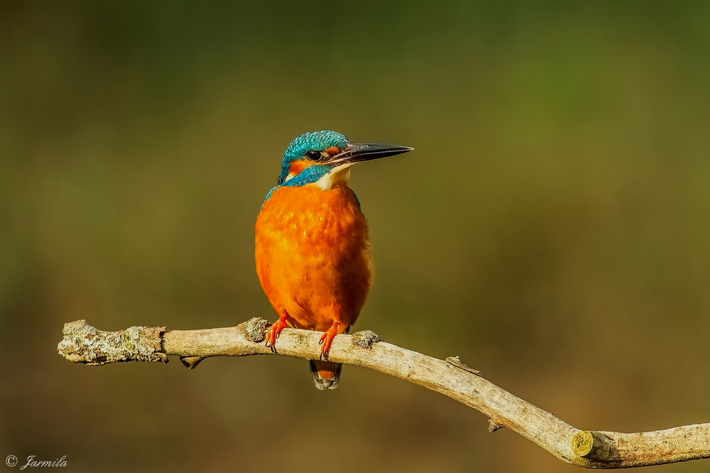 Il mio primo Martino