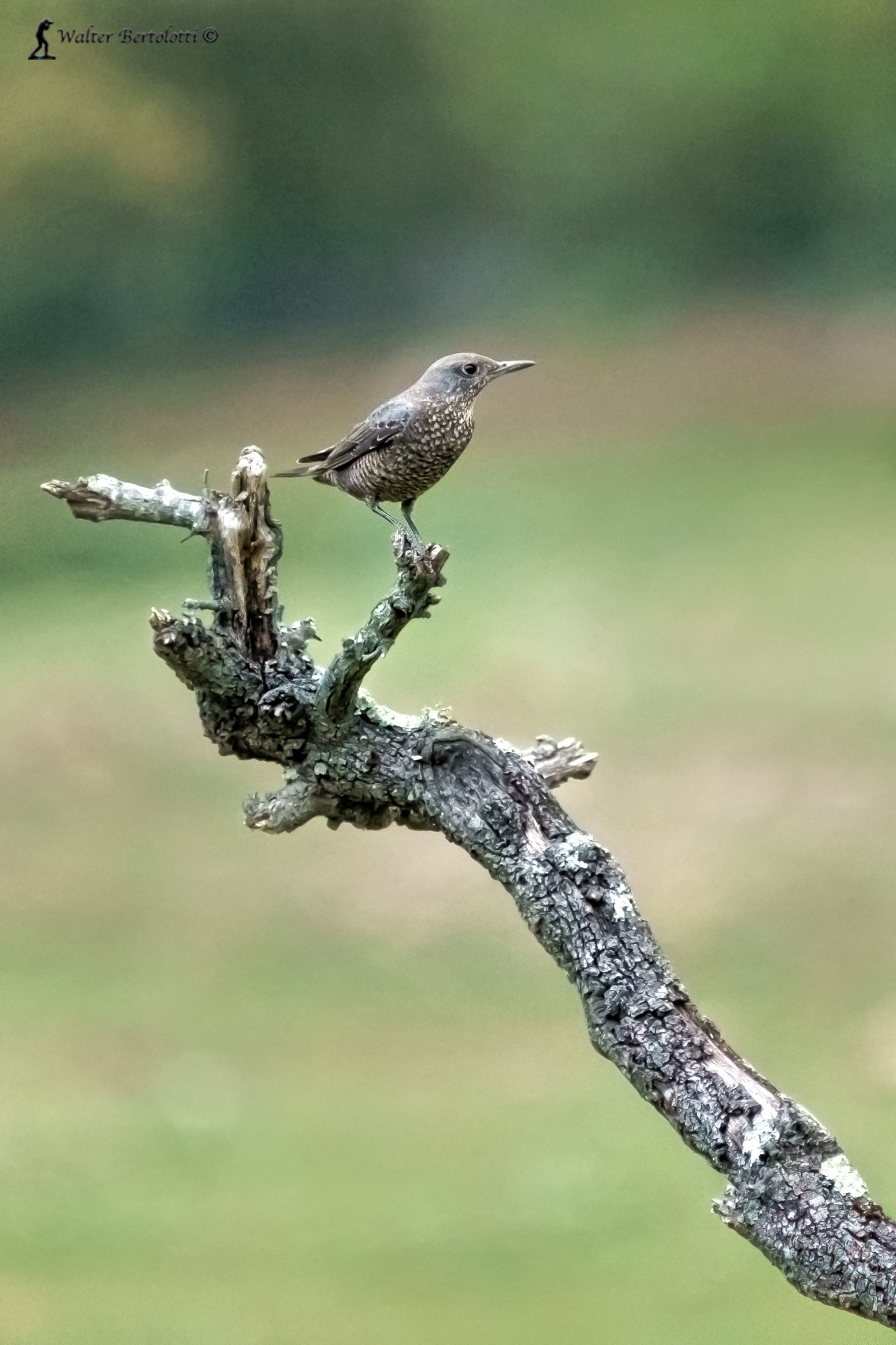 passero solitario (f)