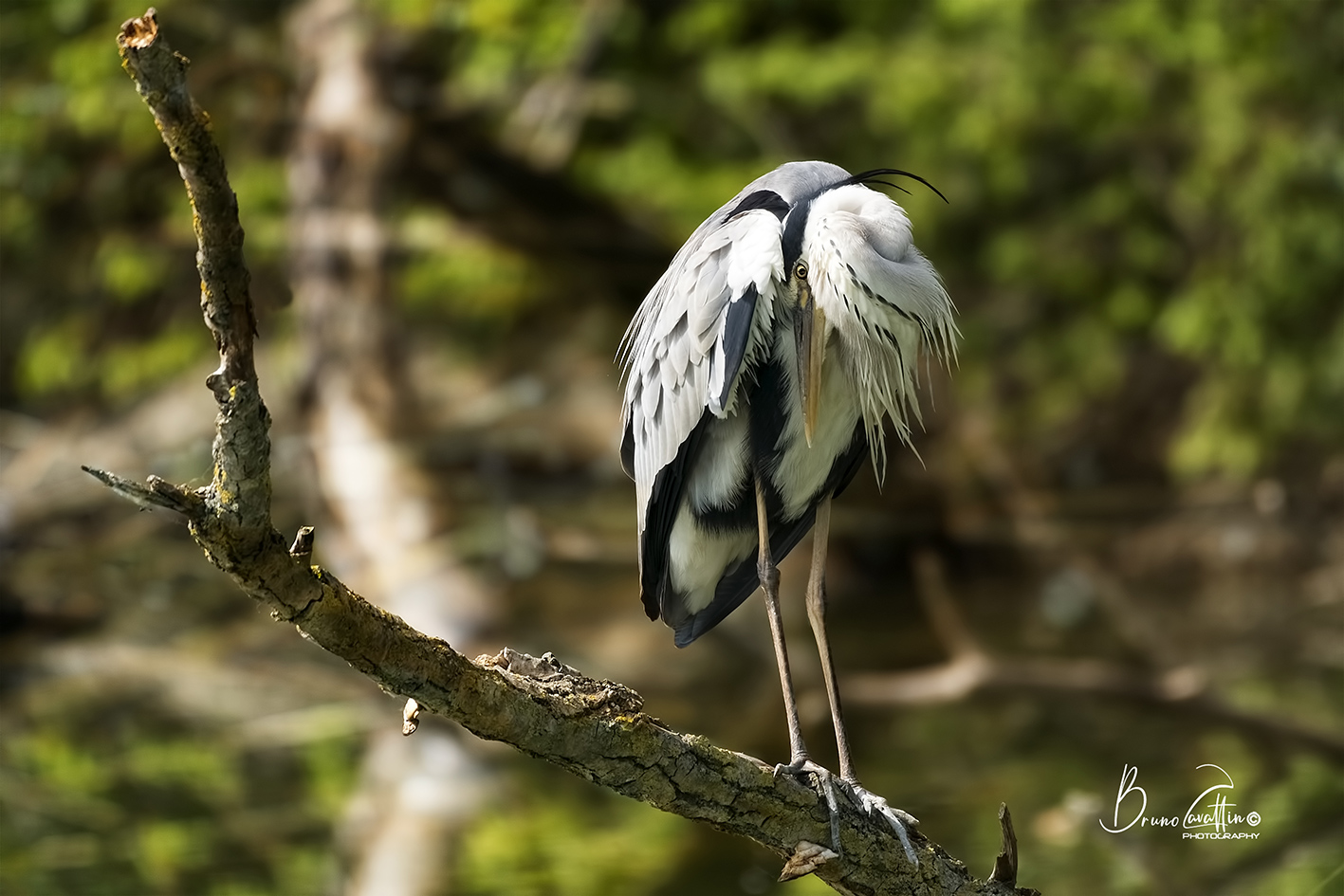 Grey Heron