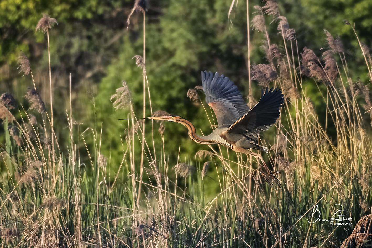 Red Heron