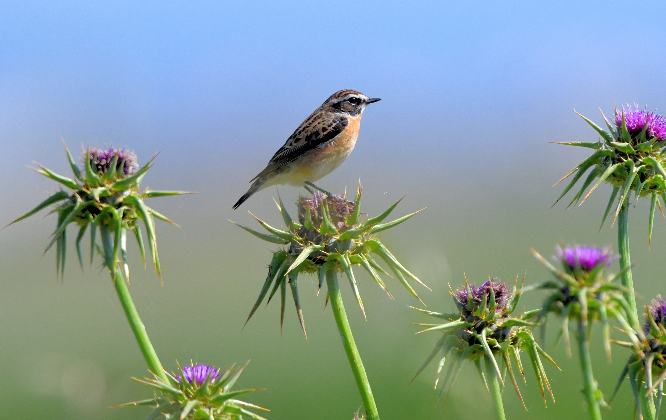 Stiaccino tra i cardi