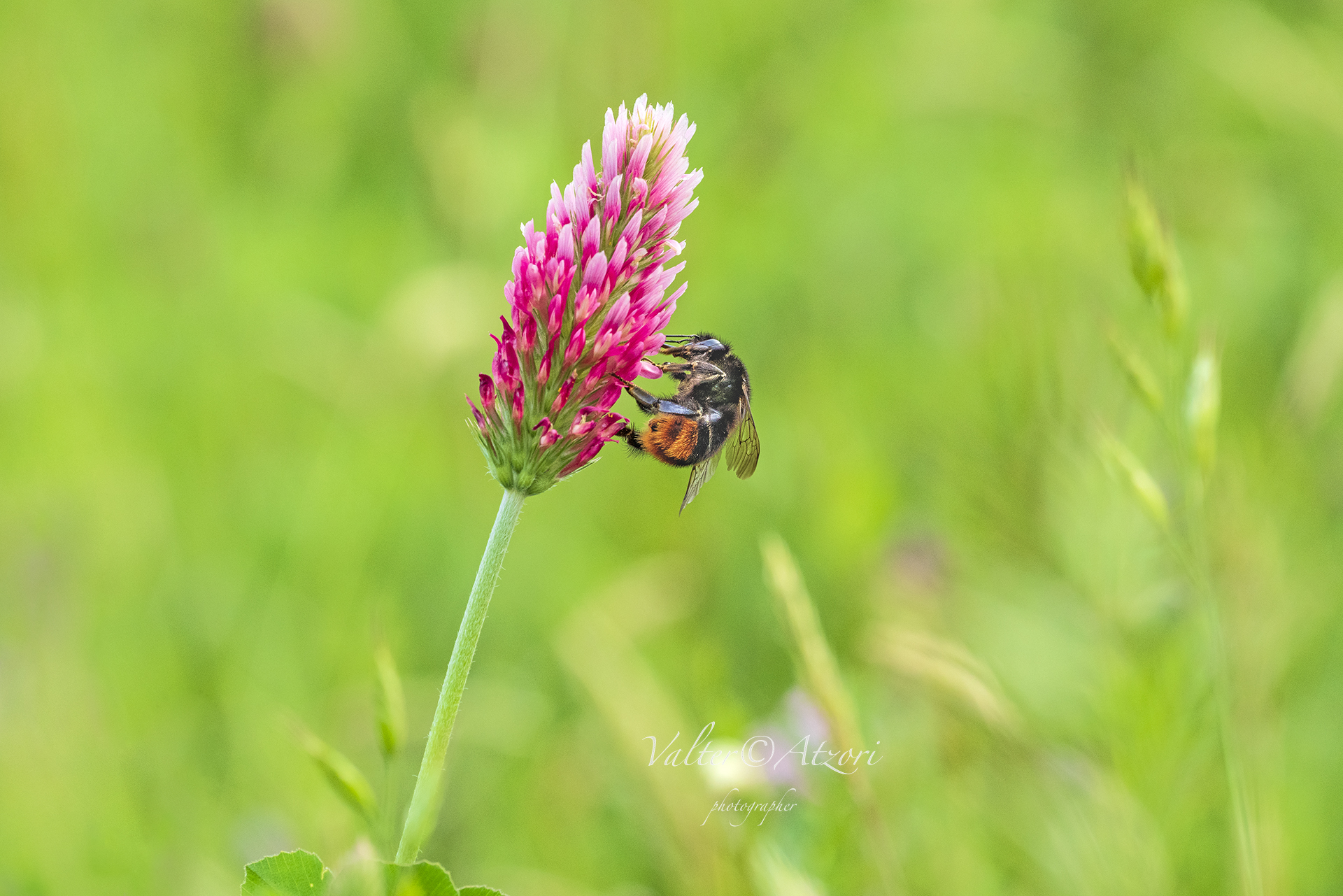 Bumblebee sucks Nectar