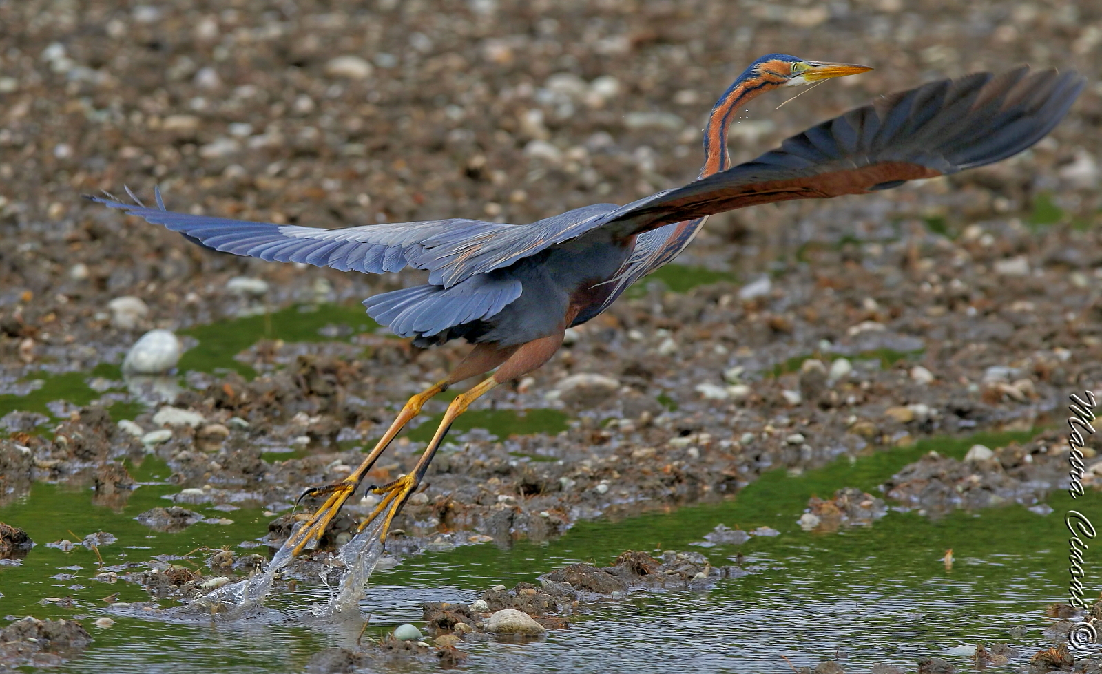 Airone Rosso:L'involo