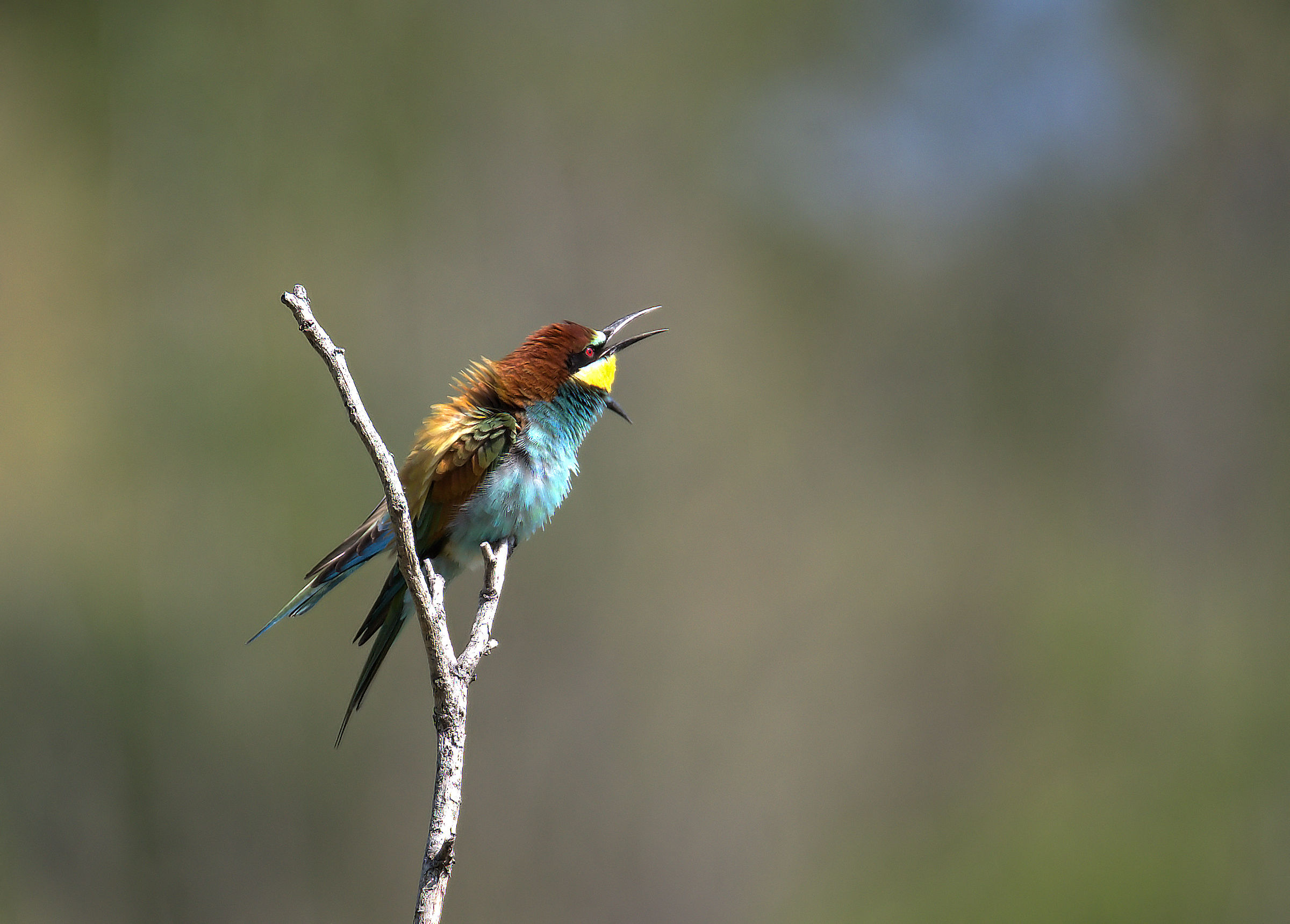 Bee-eater