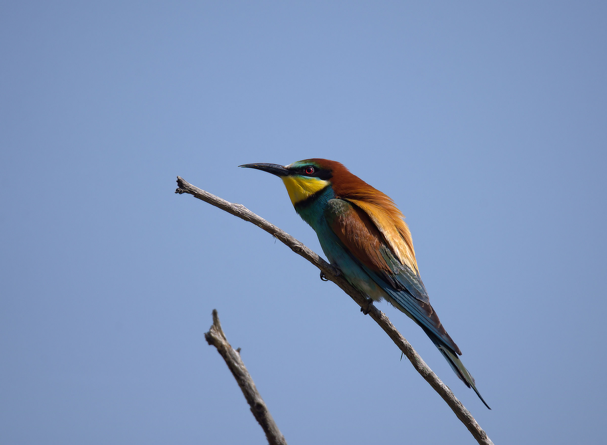 Bee-eater