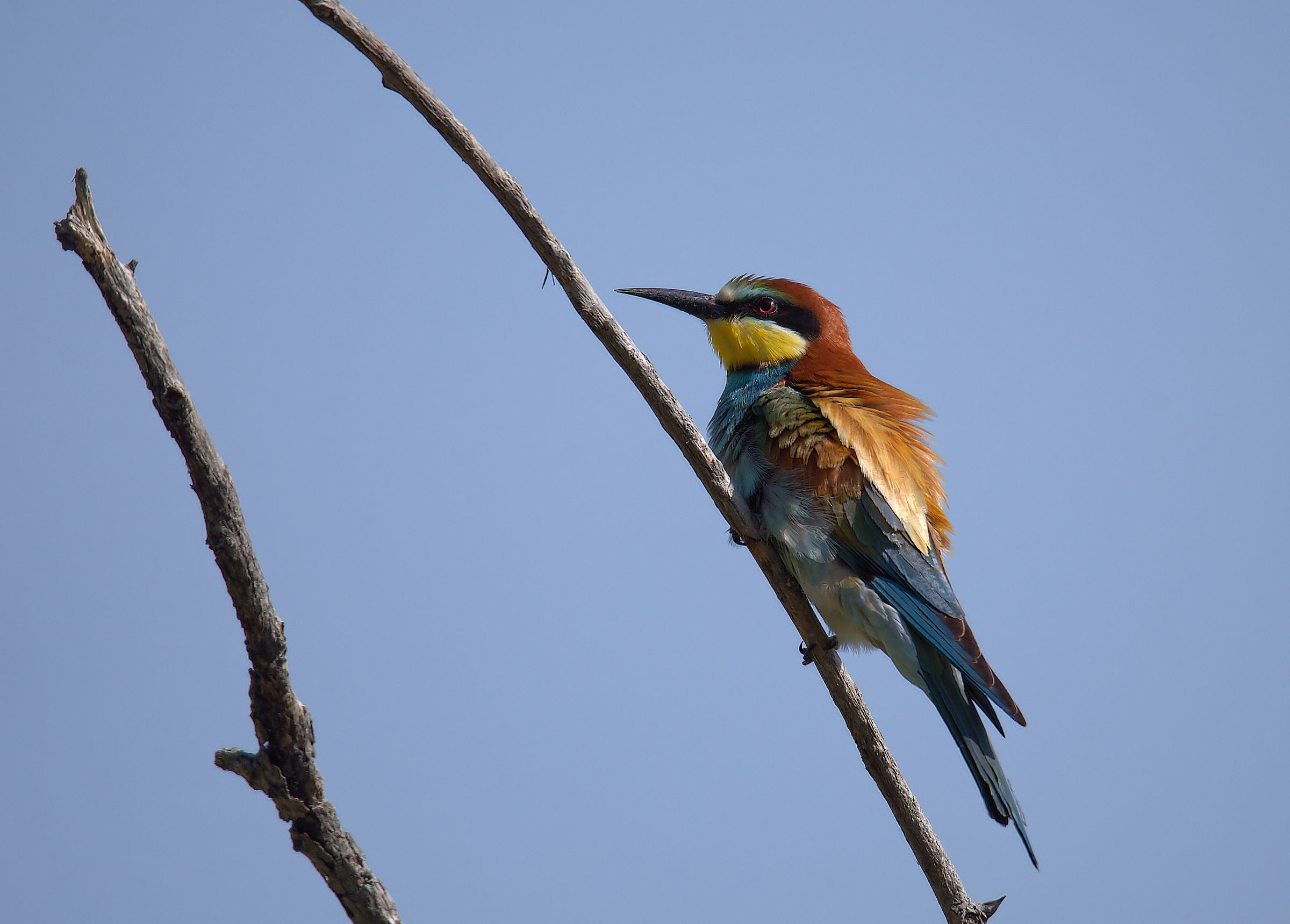 Bee-eater