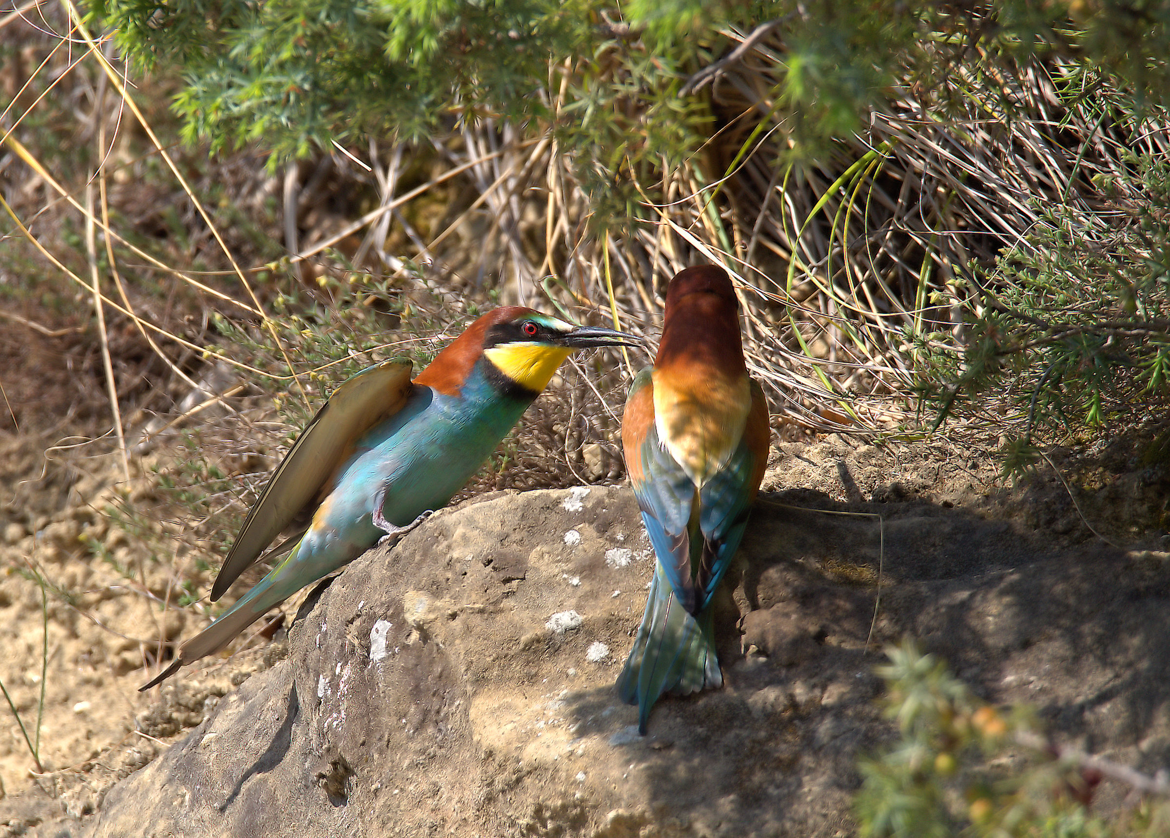 Bee-eater