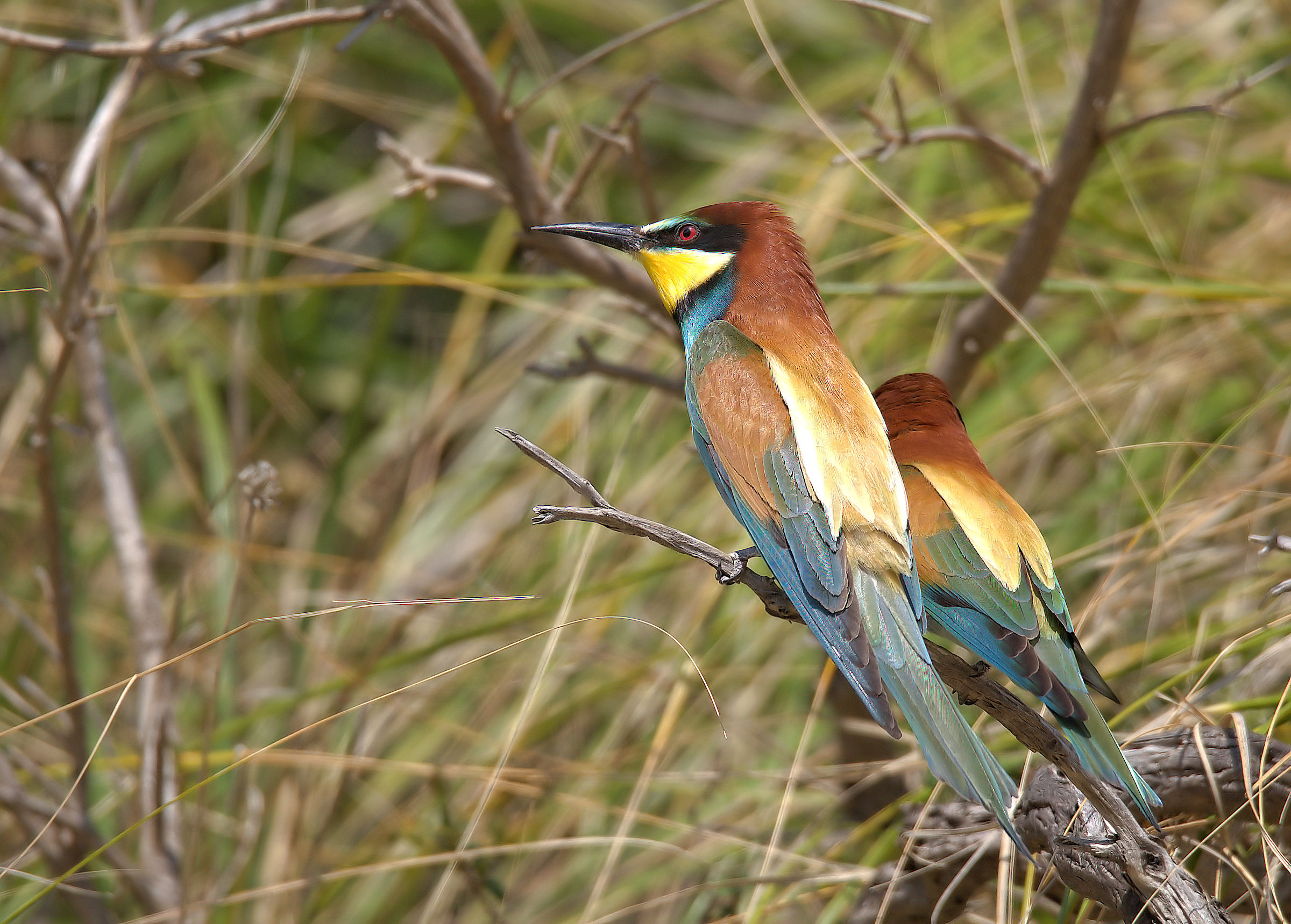 Bee-eater