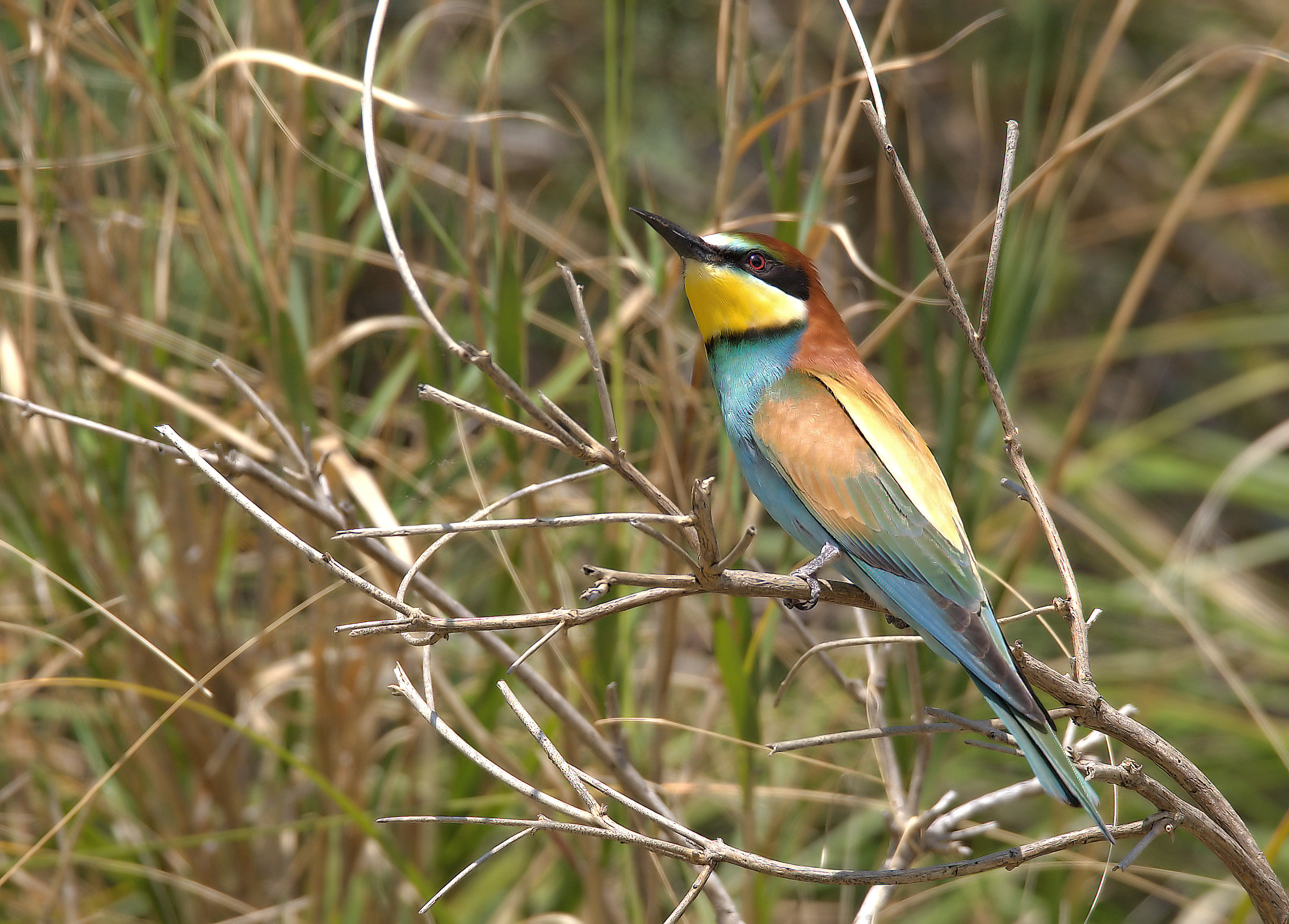 Bee-eater