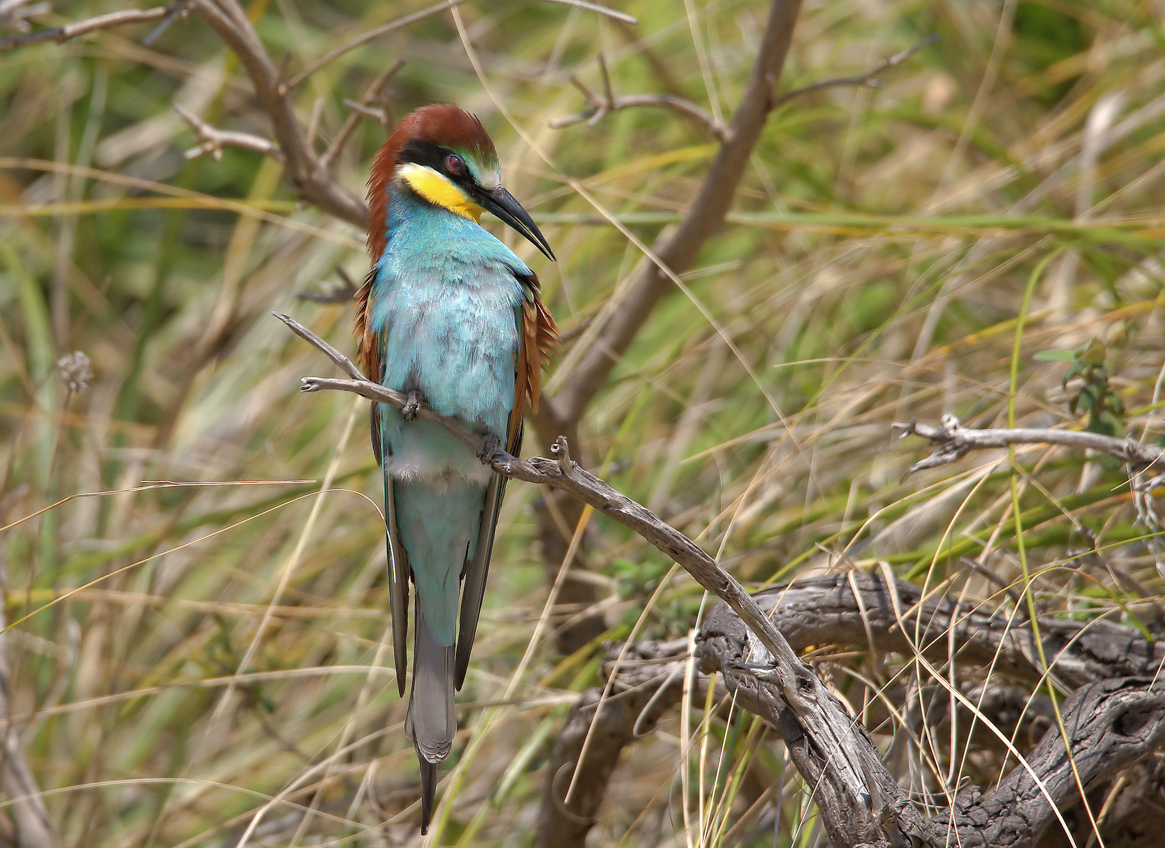 Bee-eater