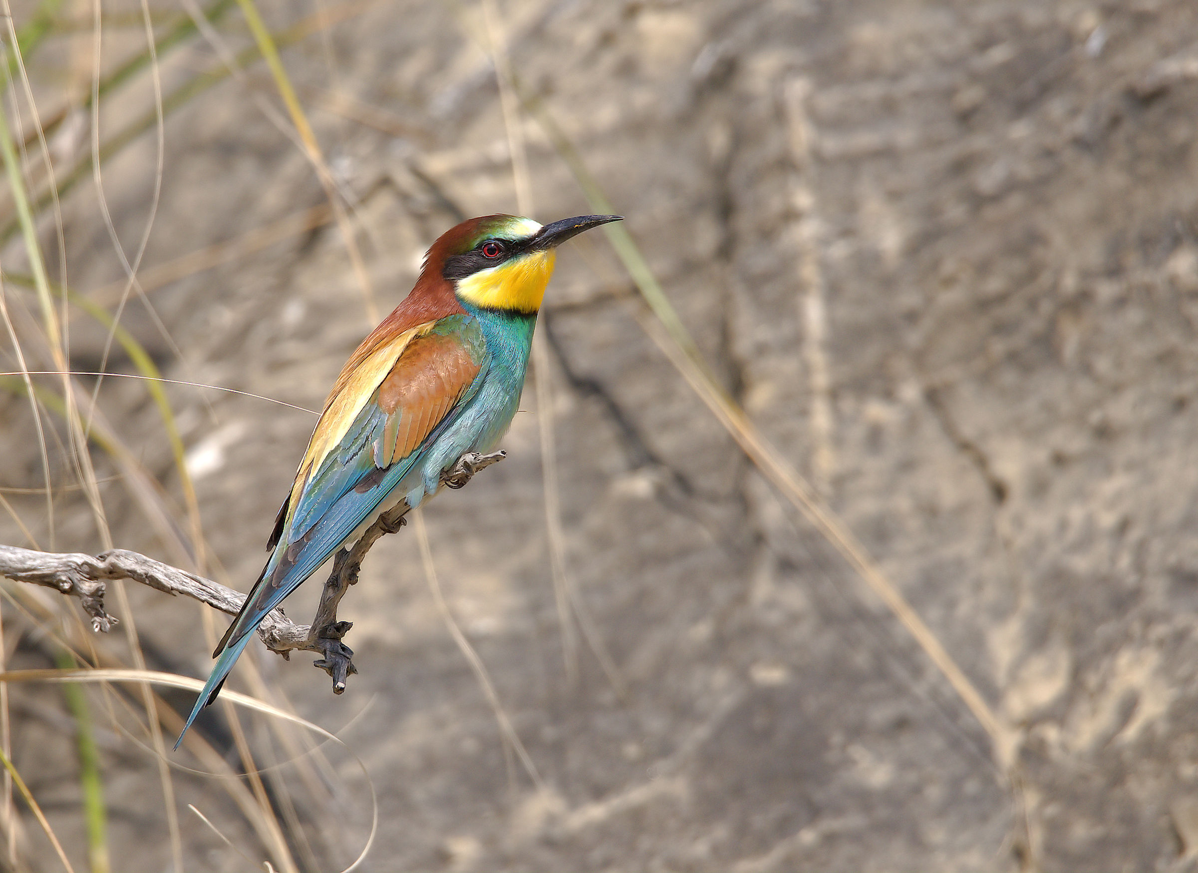 Bee-eater