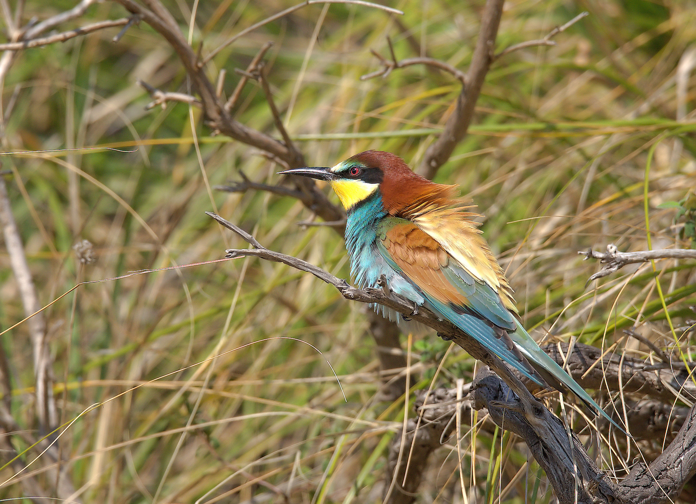 Bee-eater