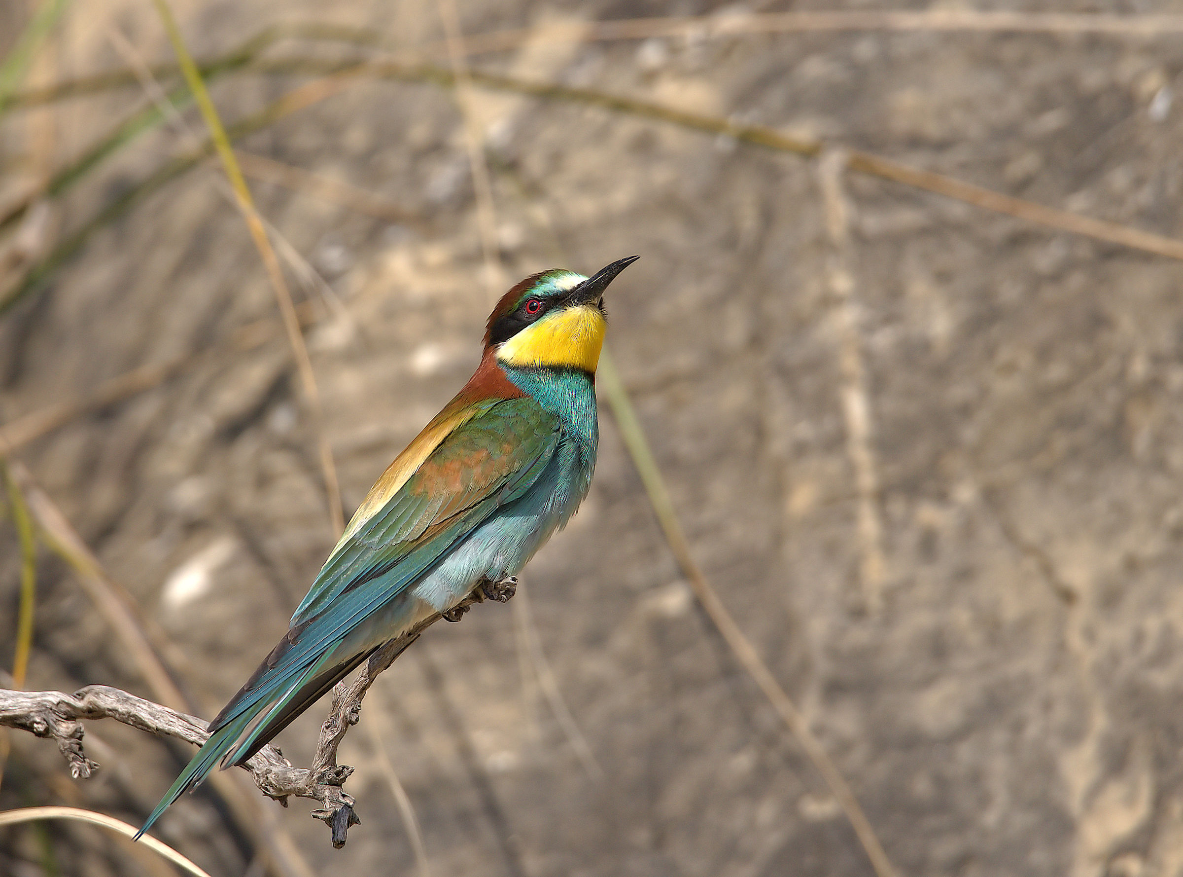 Bee-eater