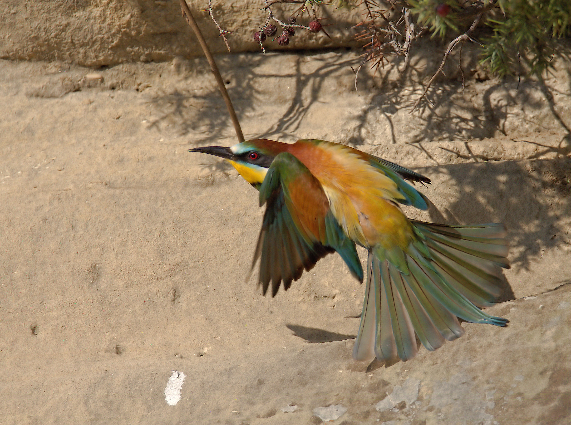 Bee-eater