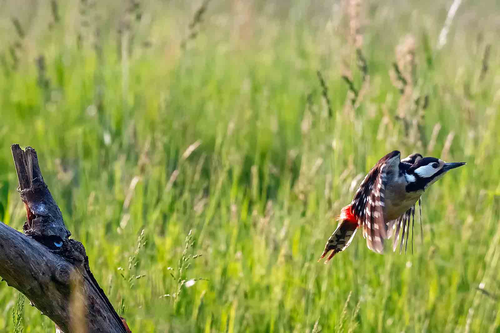 Woodpeckers in flight