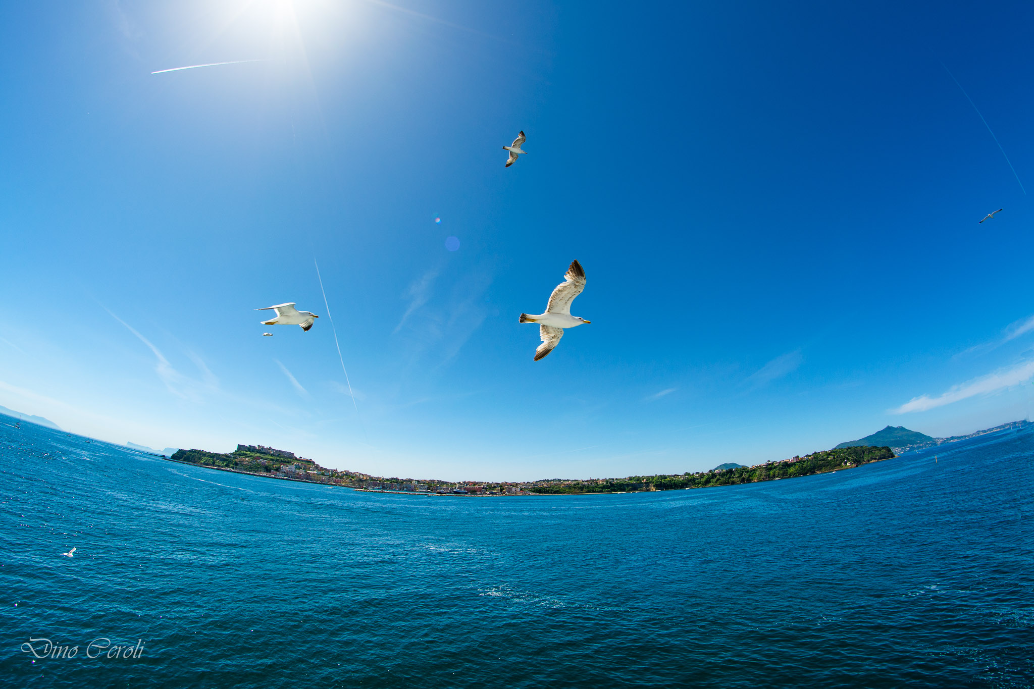 Procida and the Seagulls