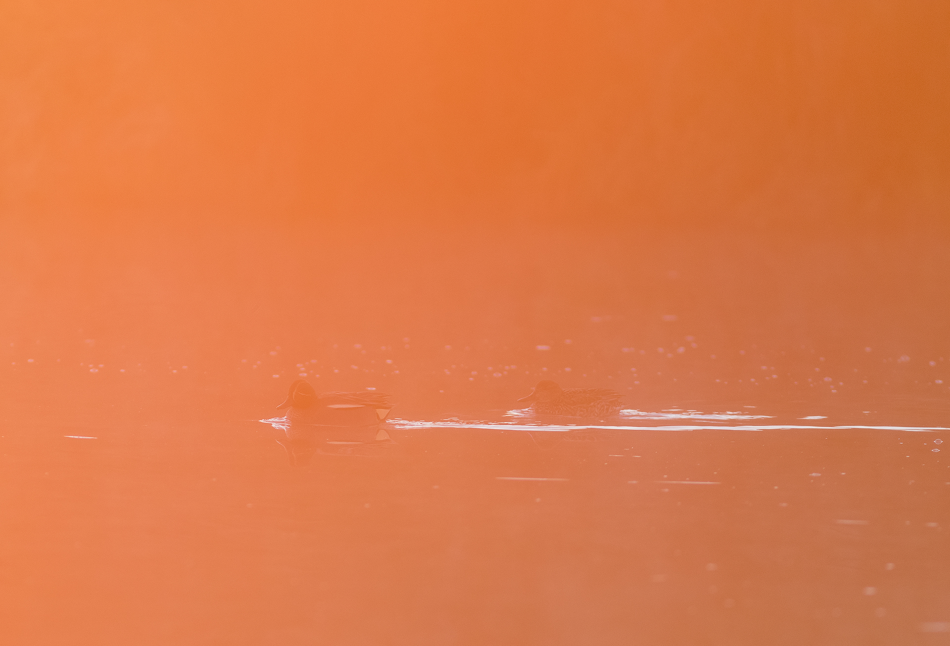 Il mattino ha l'oro in bocca