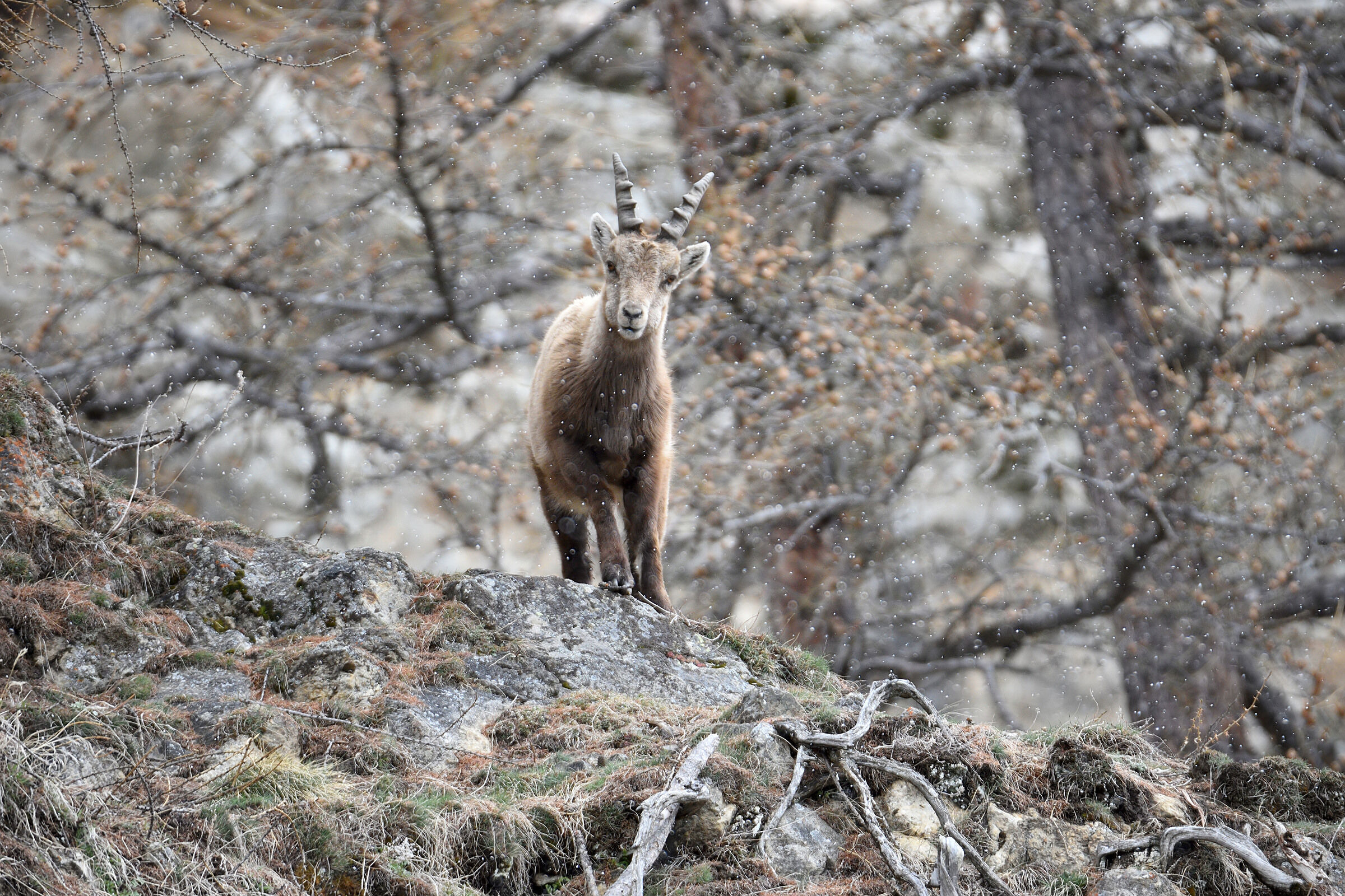 Ibex under a light snowstorm