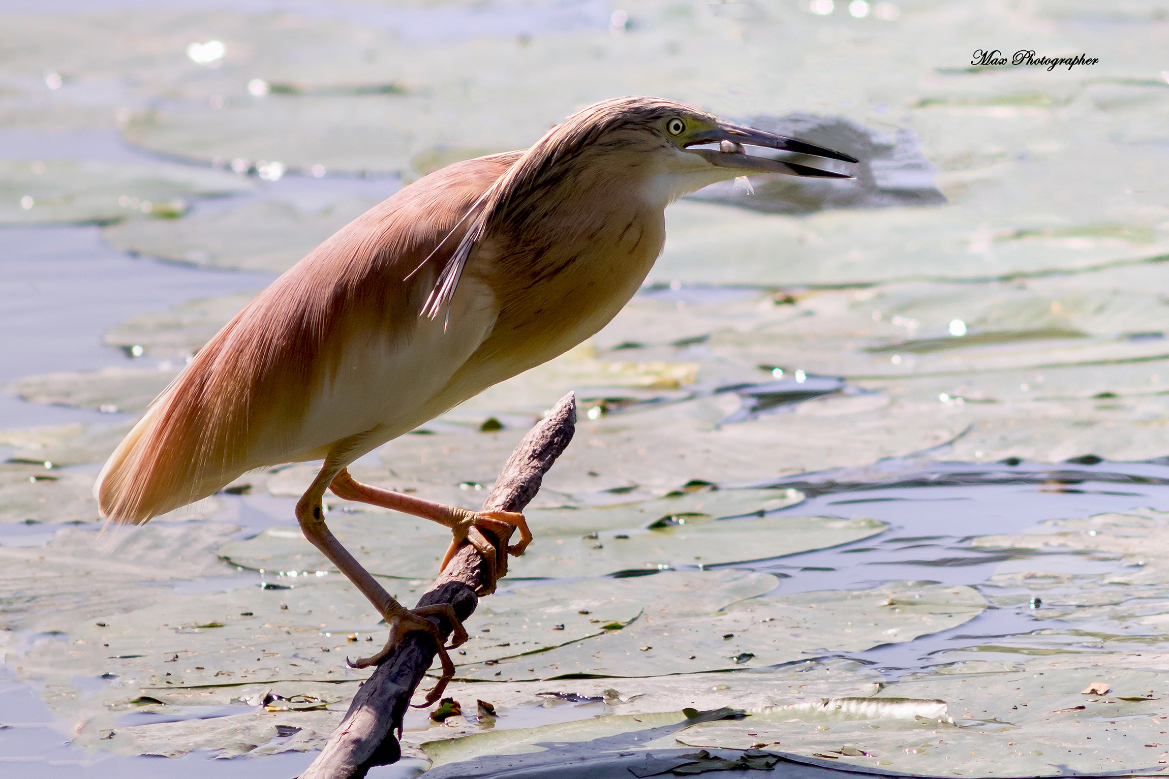 Sgarza Ciuffetto Eat Fish