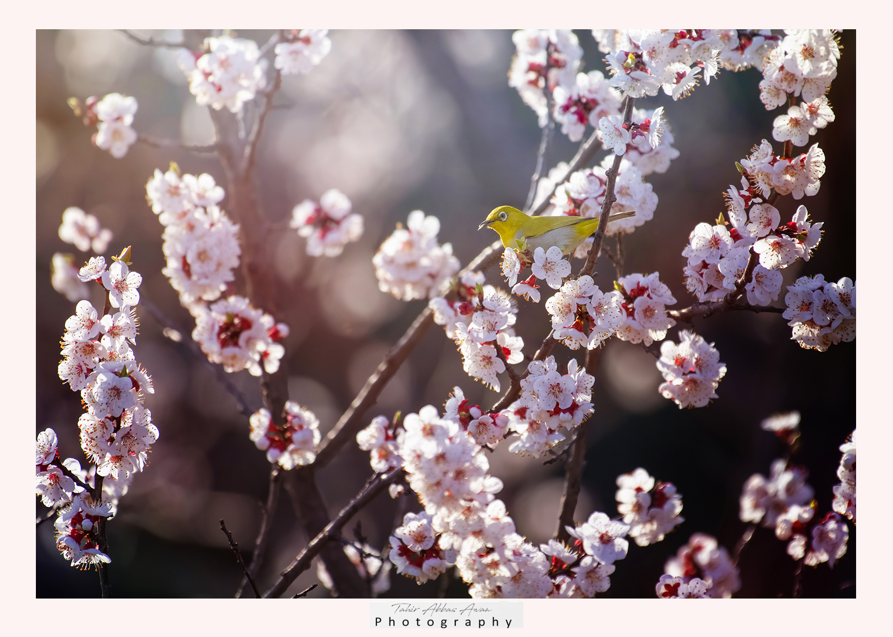 Occhio bianco in fiore albero