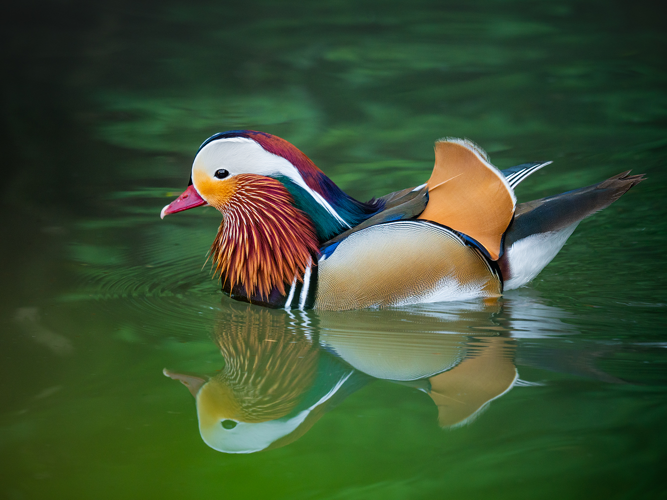 Mandarin Duck