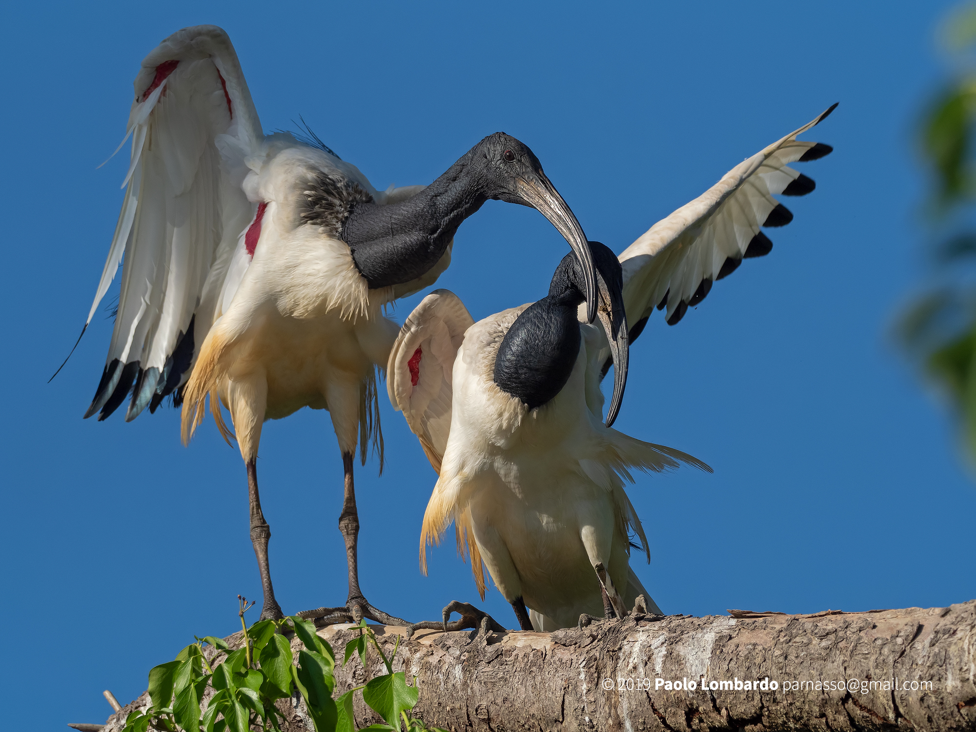 Threskiornis aethiopicus - Sacred ibis - Ibis sacro