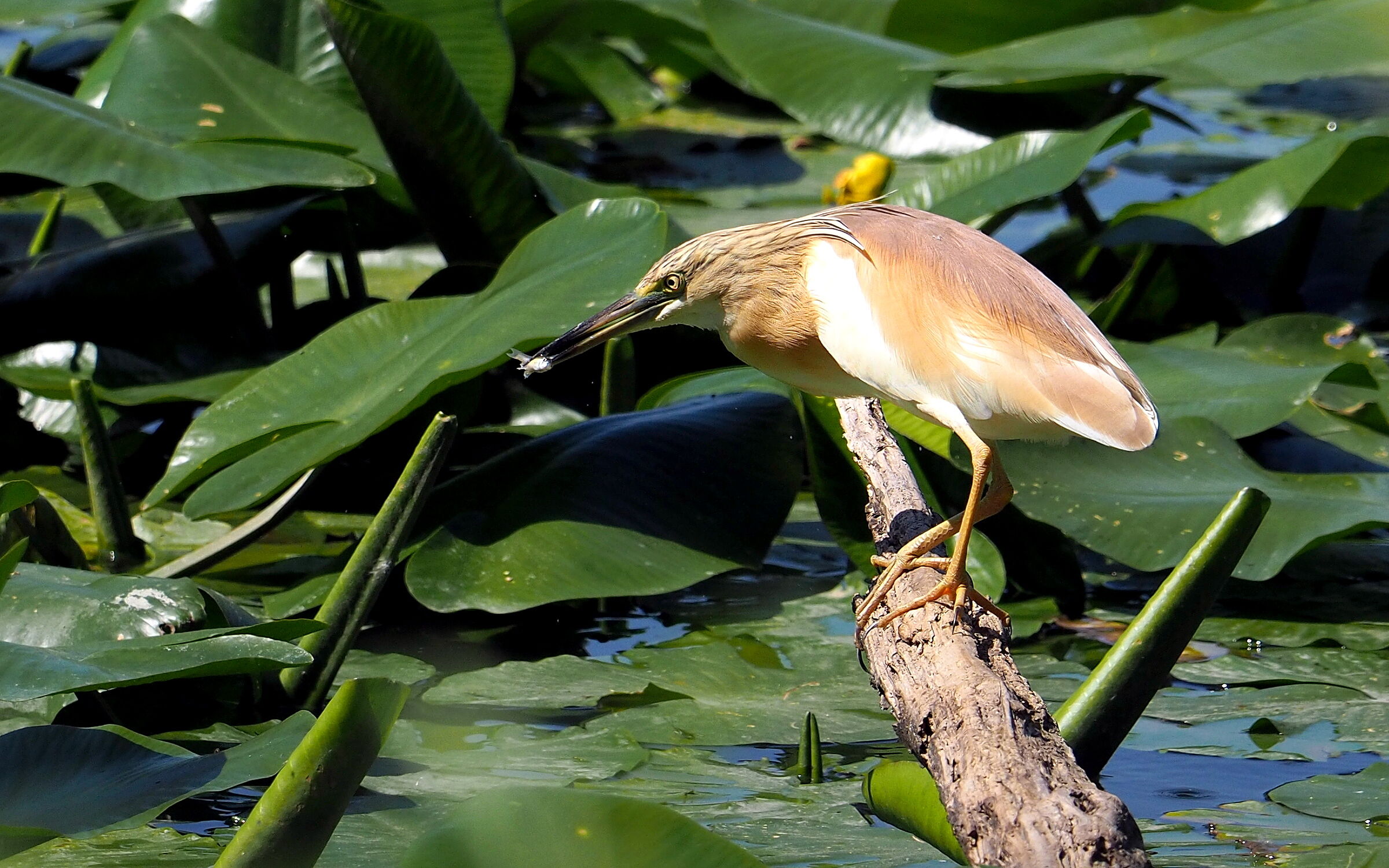 The breakfast of the Sgarza