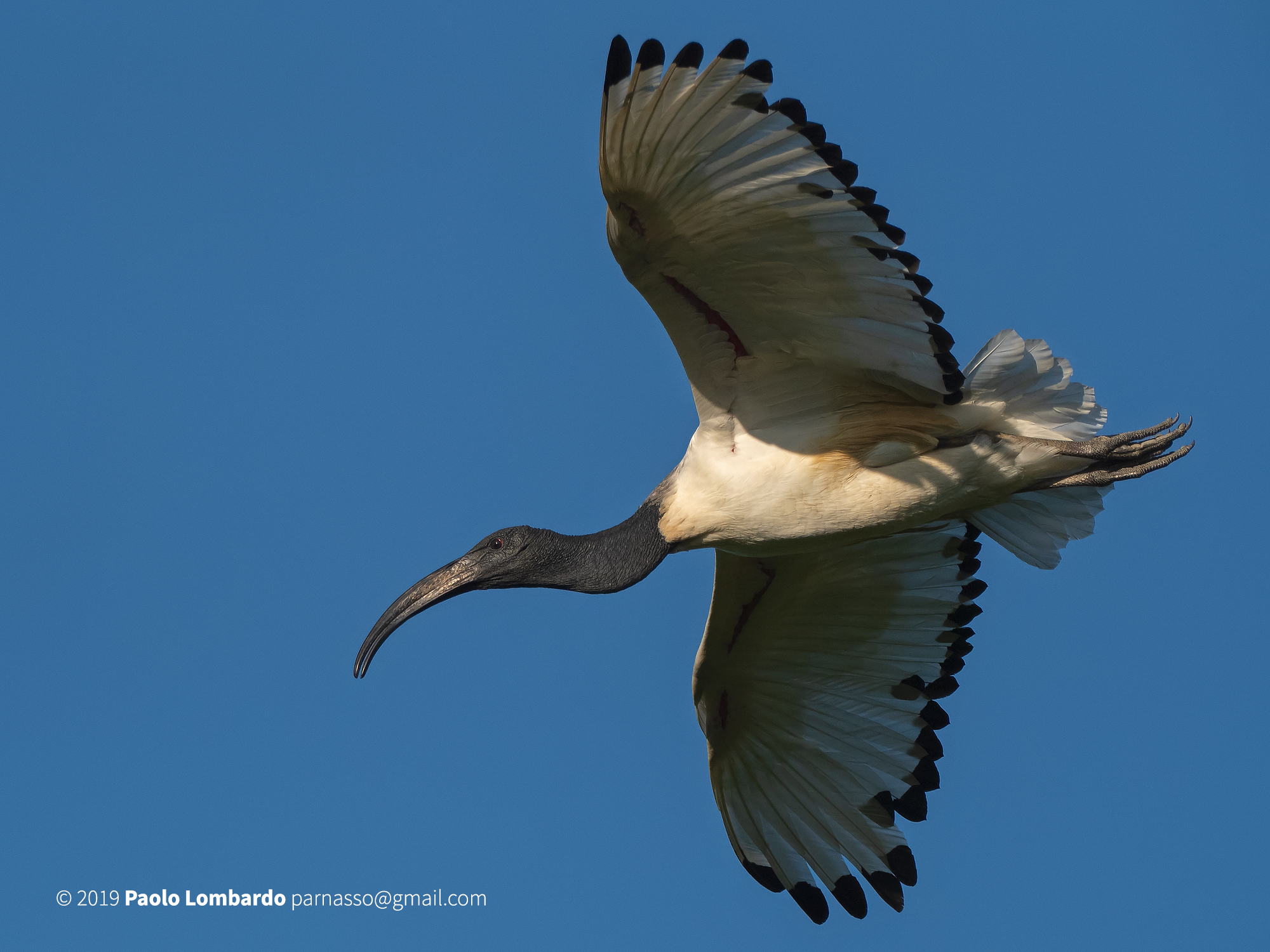 Threskiornis aethiopicus-Sacred ibis-Sacred Ibis