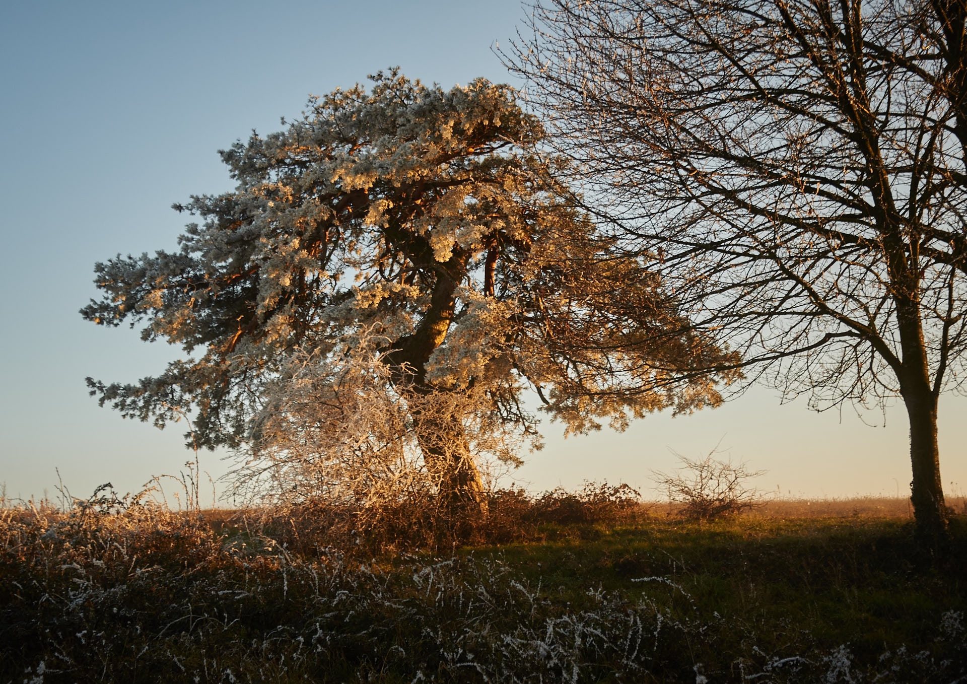 Albero sopra Saint Launt