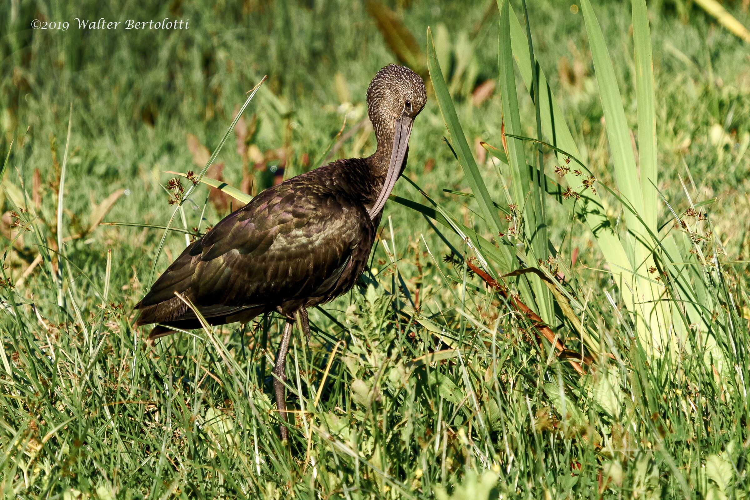 mignattaio nella luce del mattino