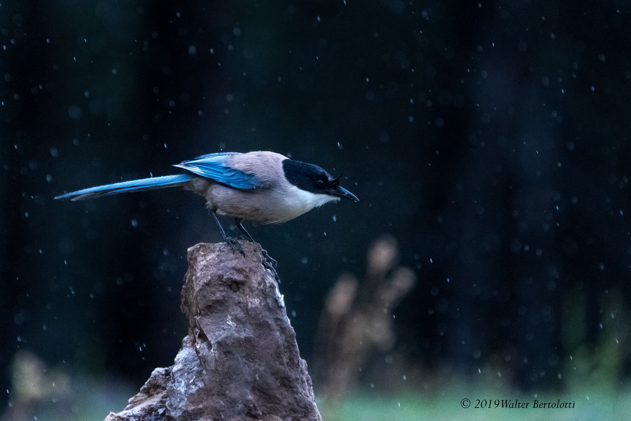 la gazza e la pioggia