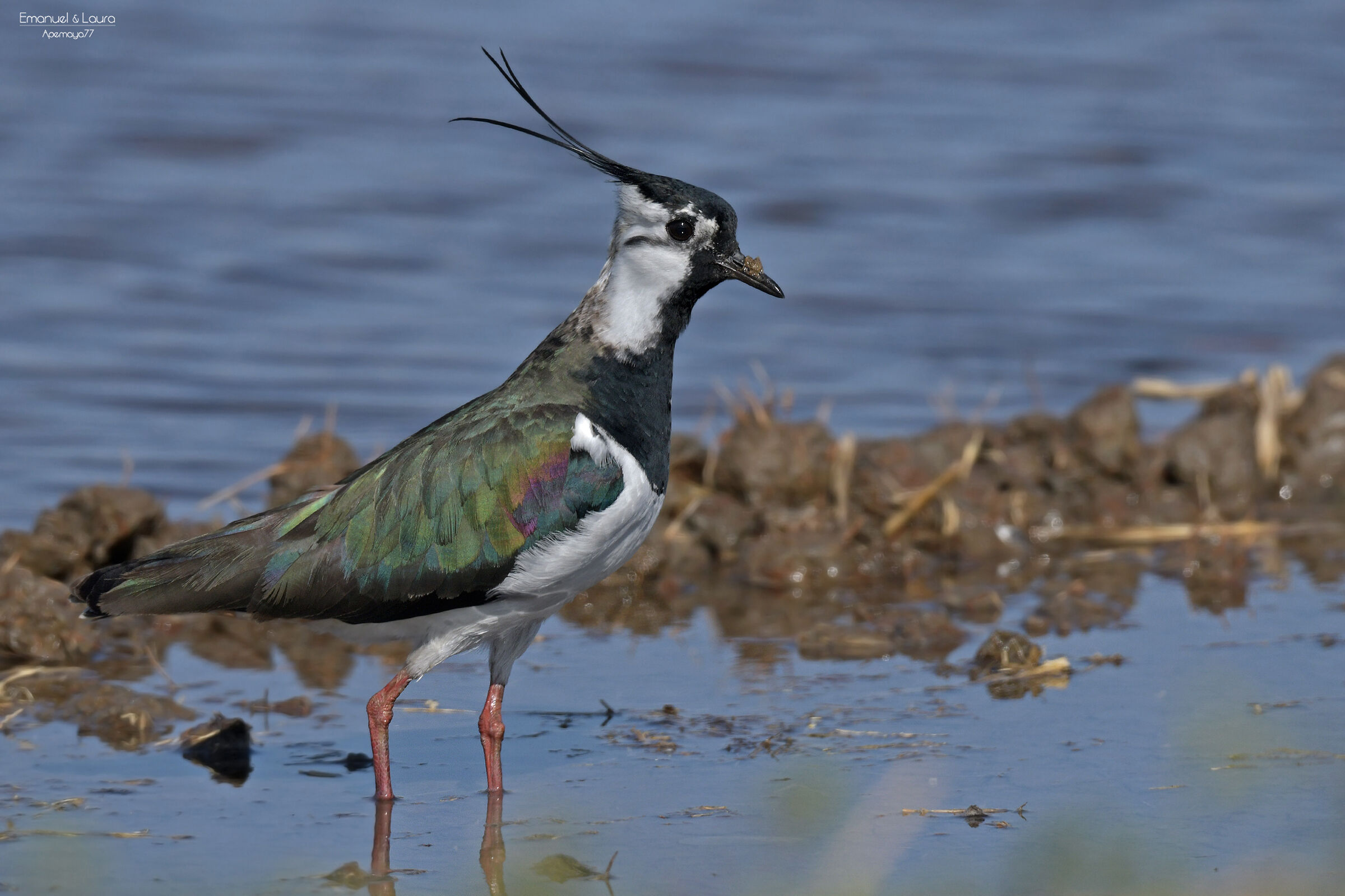 Lapwing