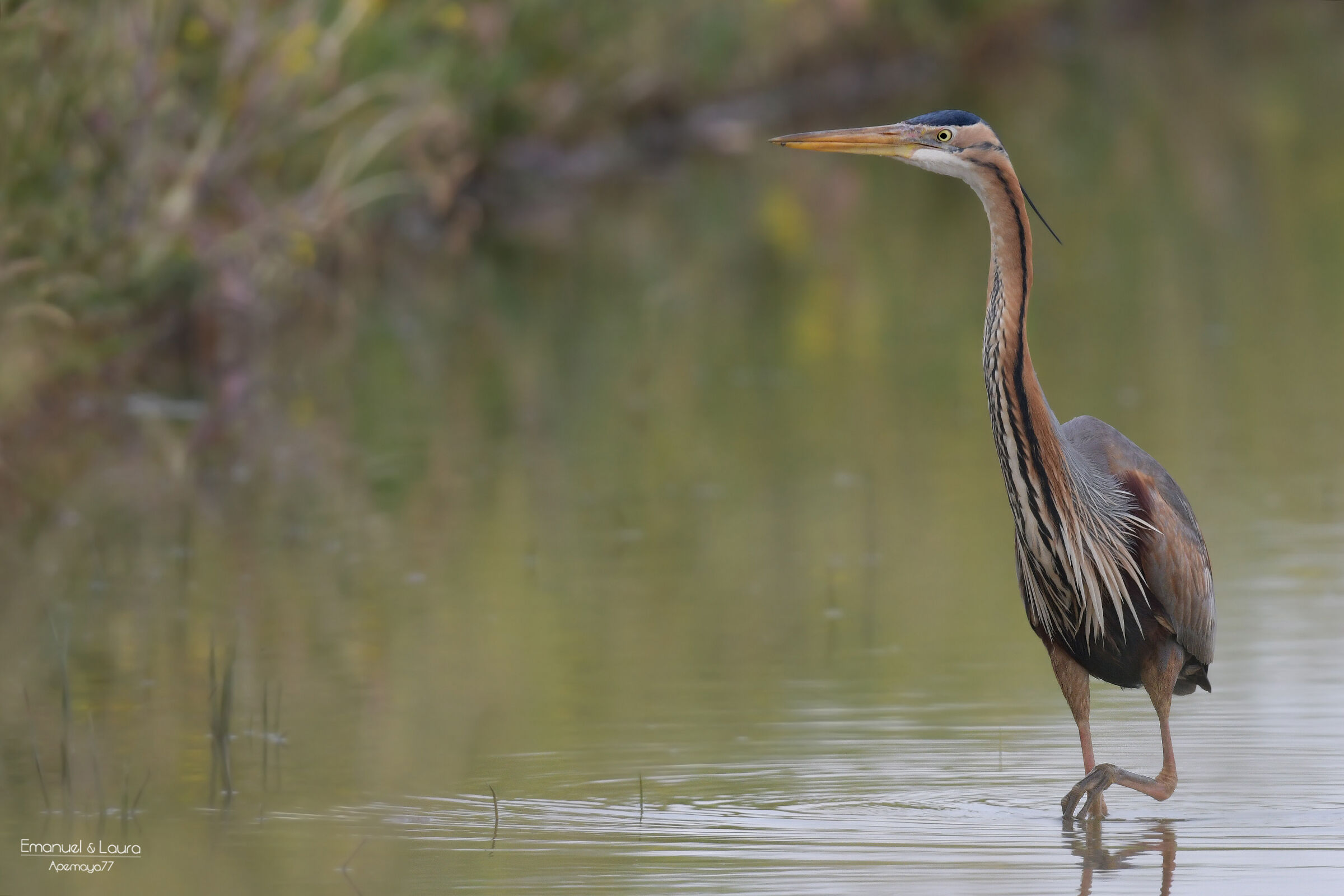 Red Heron