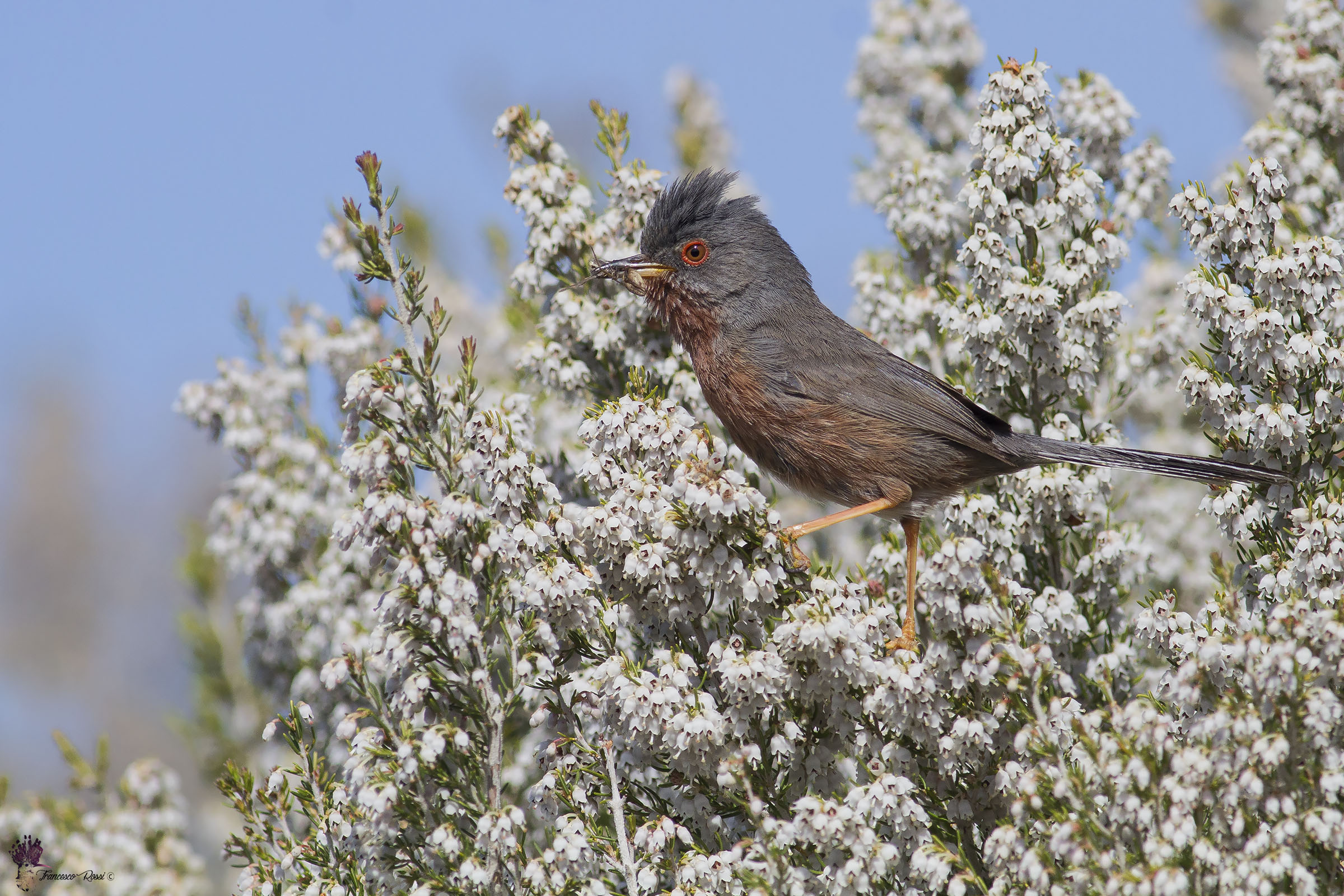 Magnanina among the heather in bloom