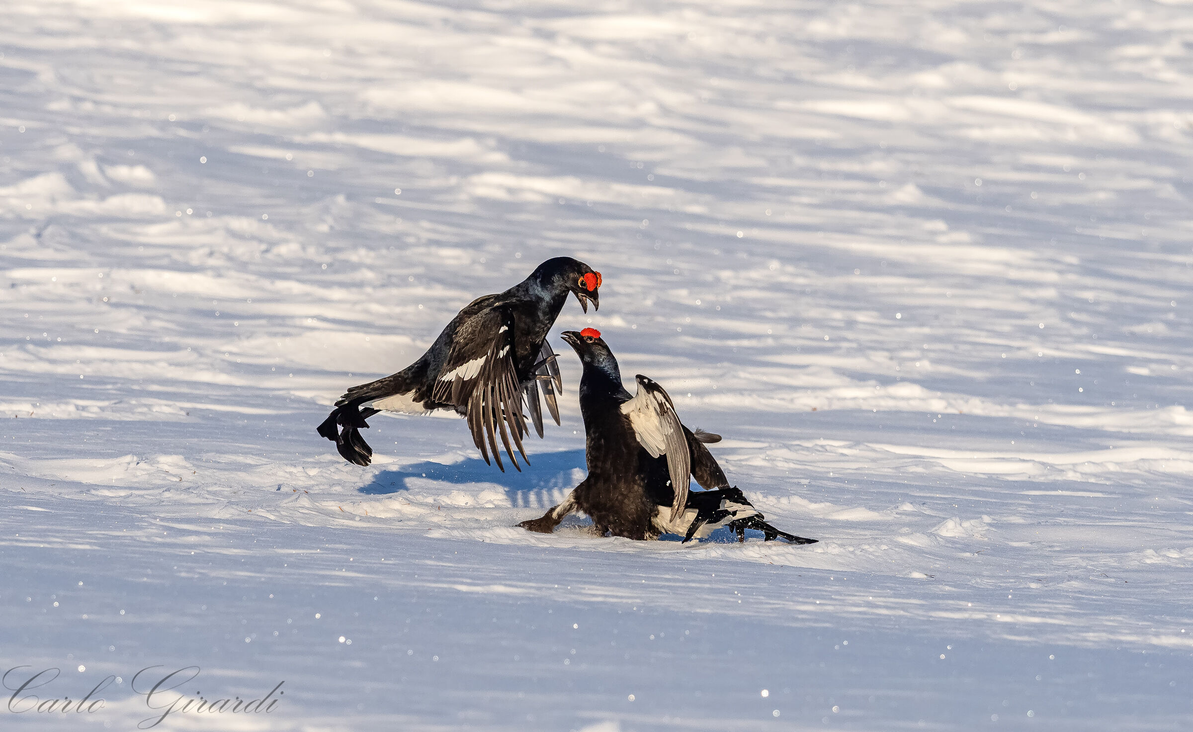 Black groin and the fight continues